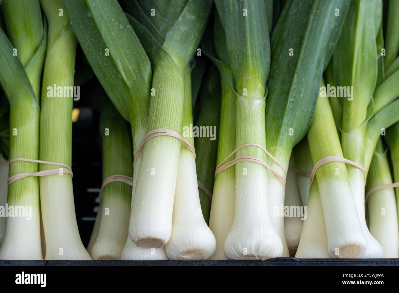 Bündel frischer Lauch, die mit Gummibändern zusammengebunden sind Stockfoto