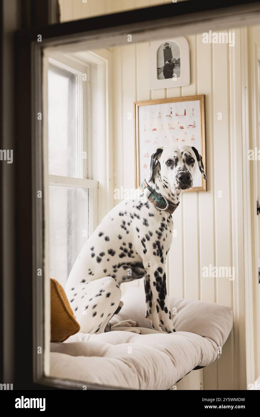 Dalmatinischer sitzt am Fenster in einem gemütlichen, sonnendurchfluteten Raum Stockfoto
