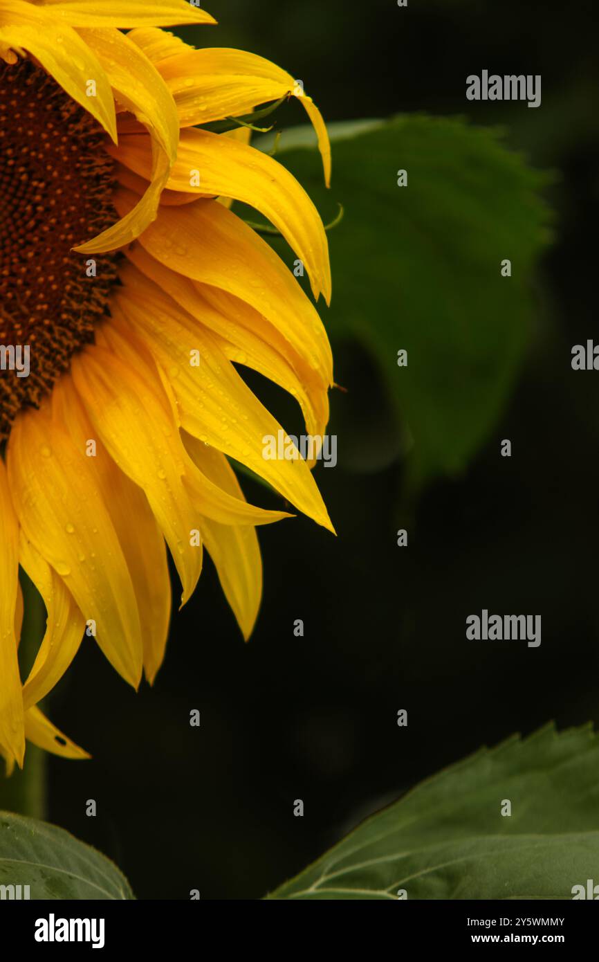 Foto einer Sonnenblume Stockfoto