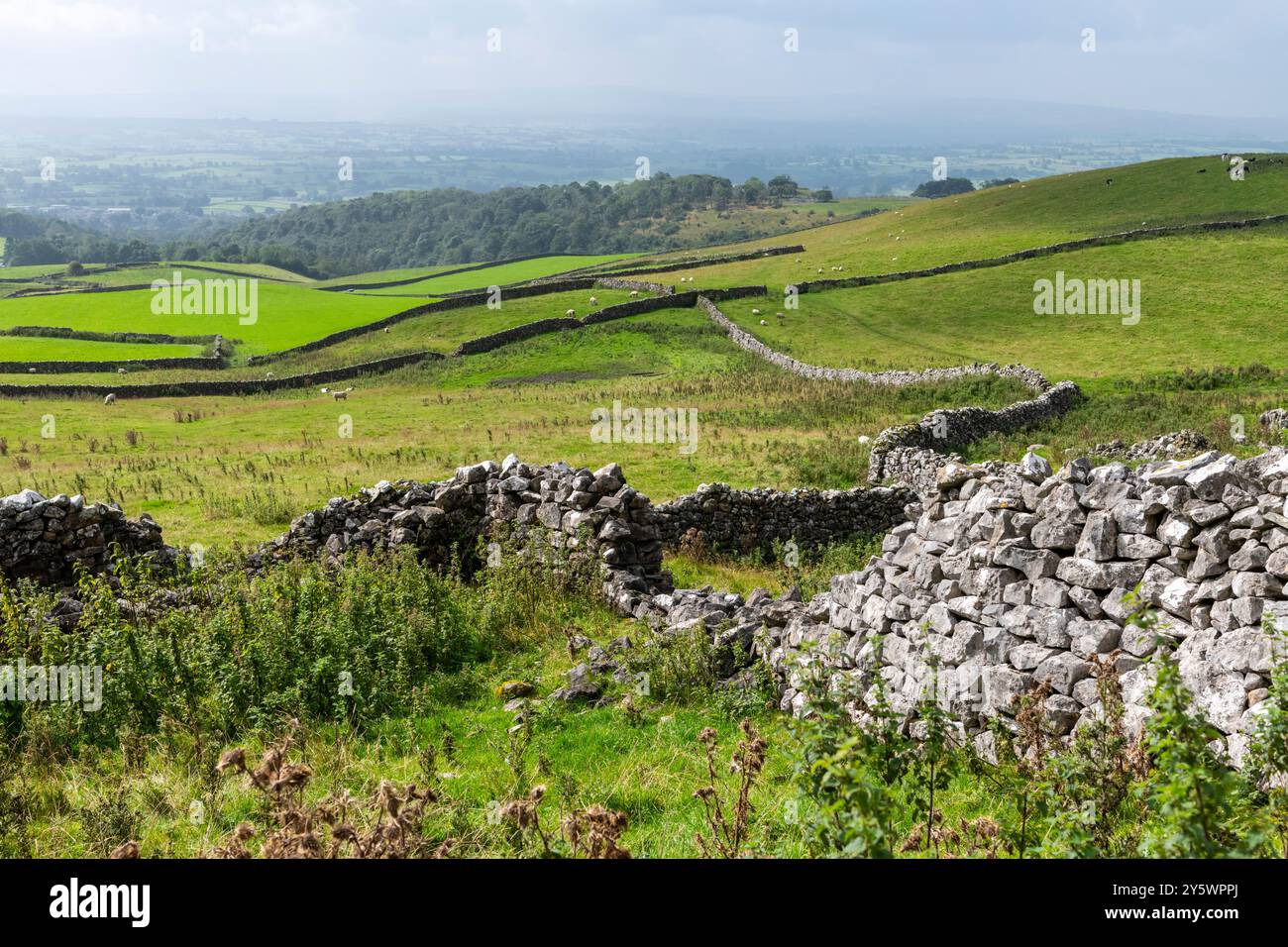 Kalkstein-Trockenmauern bei Ingleton in den Yorkshire Dales, England. Stockfoto