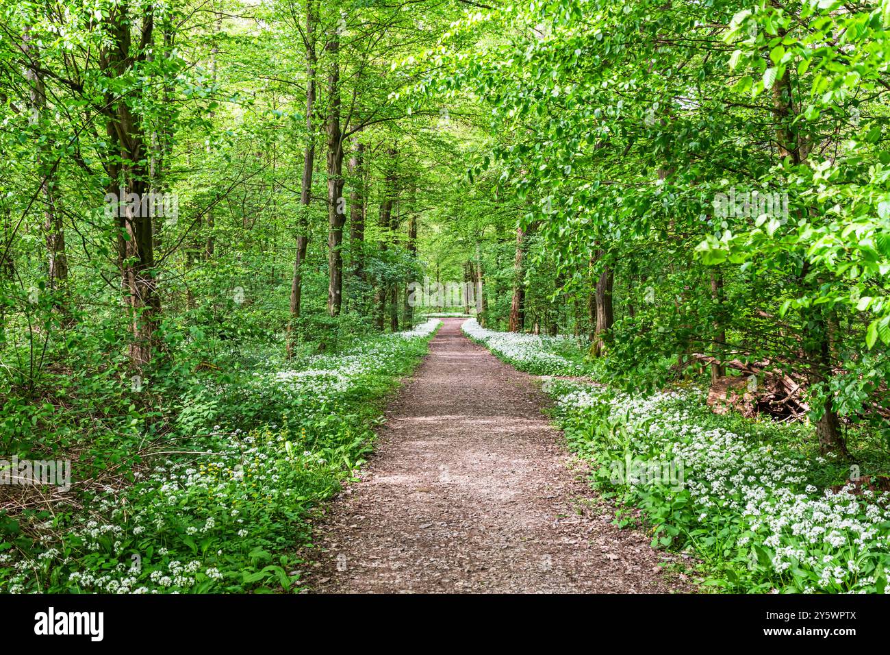 Weiße, duftende wilde Knoblauchblüten im Wald Stockfoto