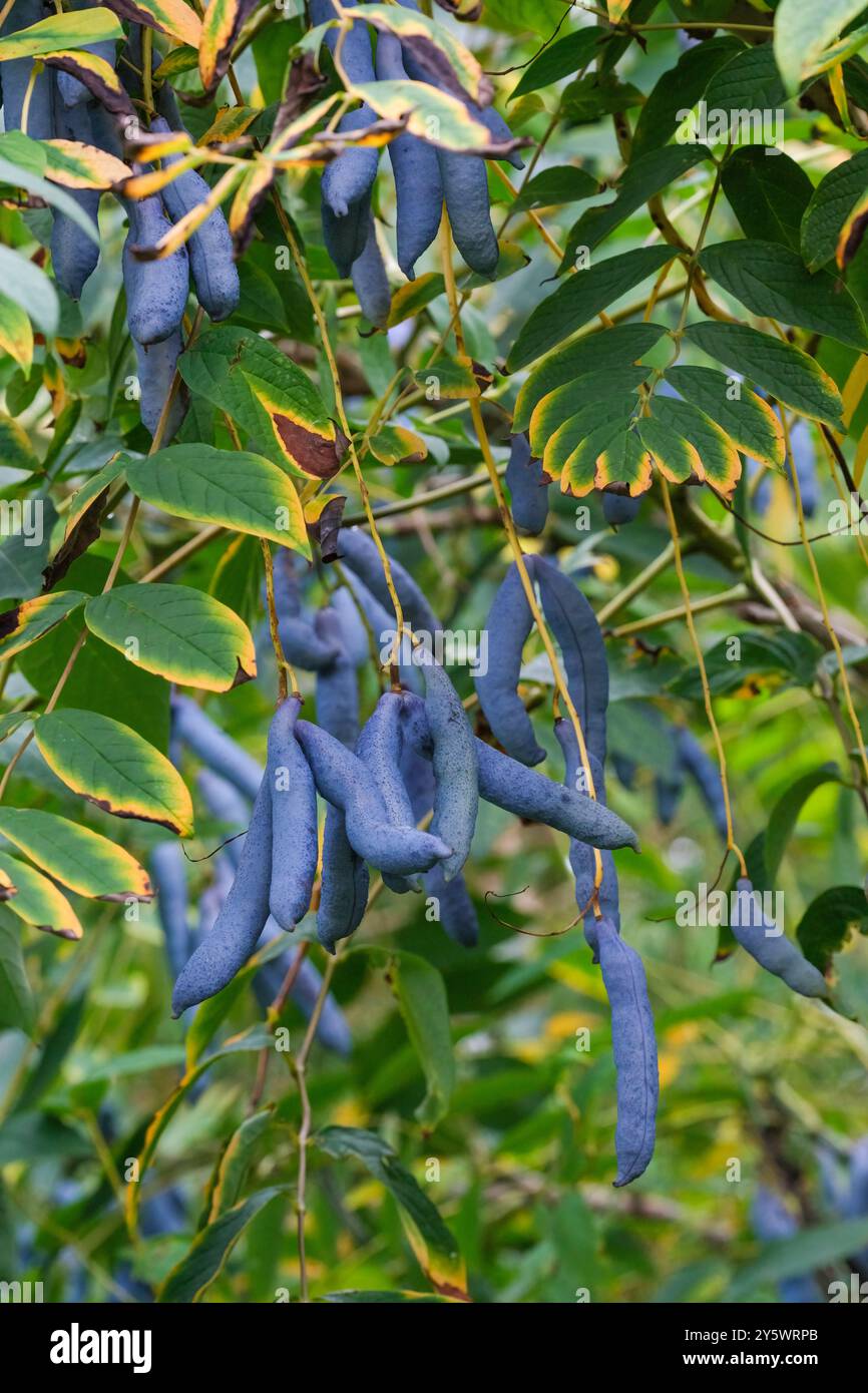 Decaisnea fargesii, blauer Bohnenstrauch, blaue Wurstfrucht, blauer Bohnenstrauch, tote Männerfinger, Laubstrauch, der früh essbare blaue Samenkapseln aufgehängt hat Stockfoto