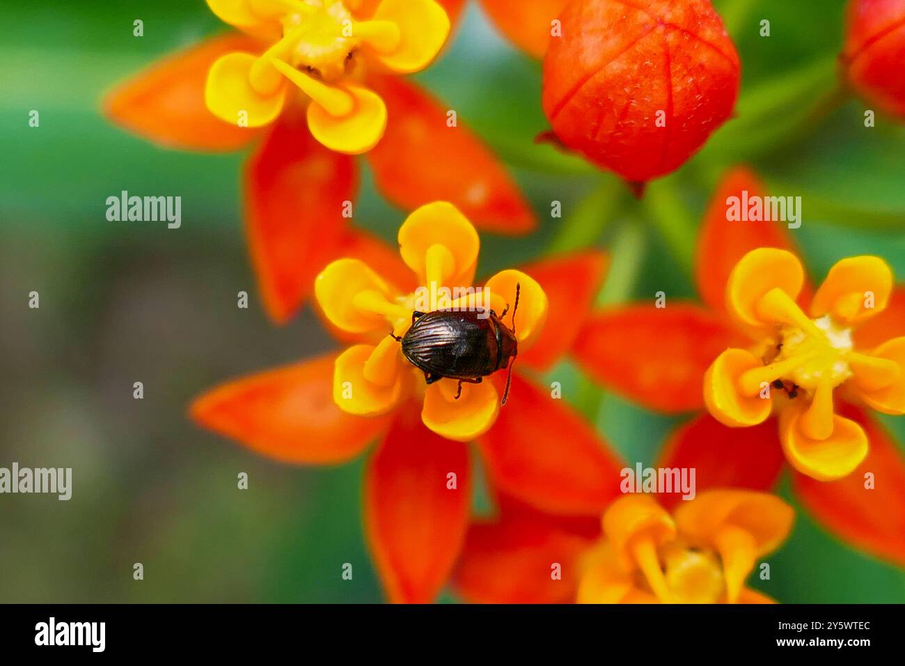 Nahaufnahme eines kleinen schwarzen Käfers auf leuchtend orange und gelbe Blüten Stockfoto