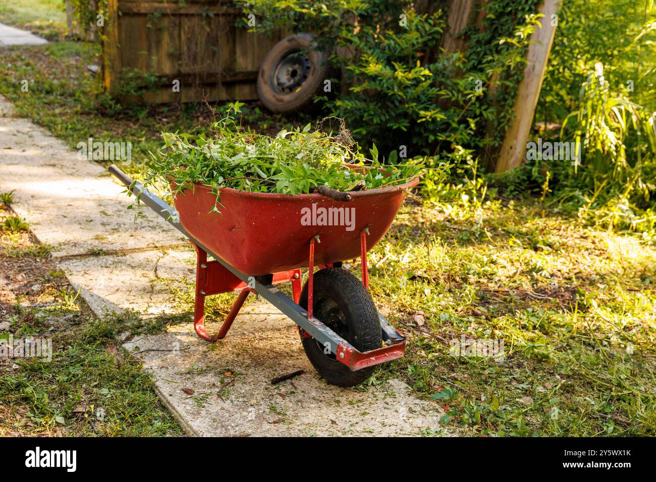 Rote Schubkarre gefüllt mit gezogenem Unkraut auf einem Gartenweg mit frisch geschnittenem Gras und Bäumen in Florida, USA Stockfoto