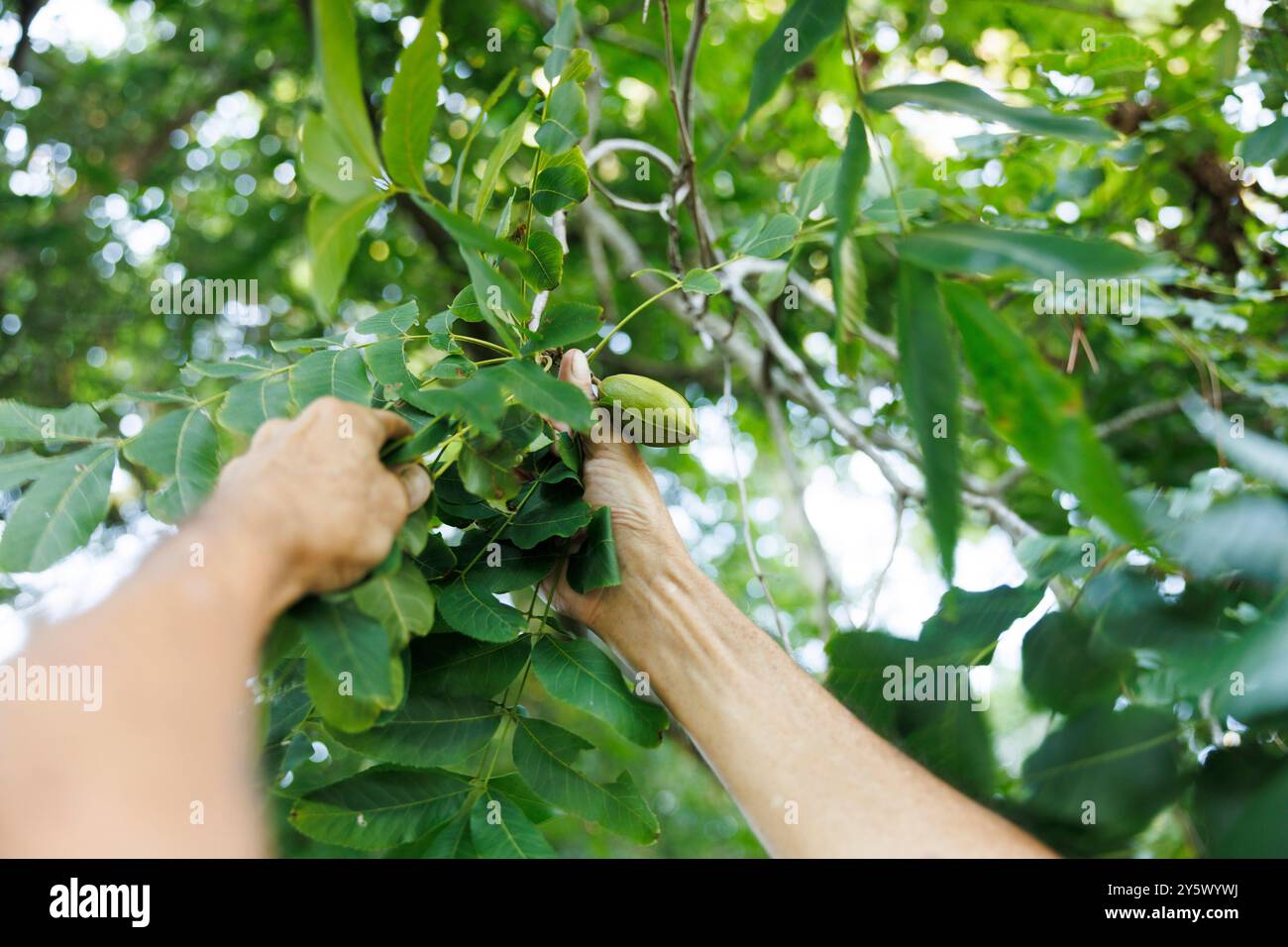 Hände mit grünen Pekannüssen von einem Pekannussbaum an einem sonnigen Tag, Florida, USA Stockfoto