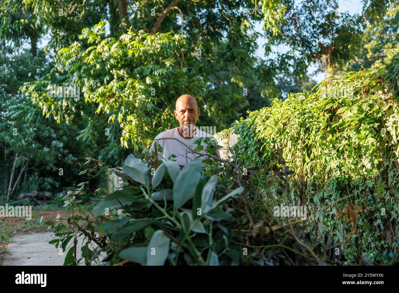 Mann bewegt eine Schubkarre voller Gartenabfälle inmitten üppiger grüner Laub an einem sonnigen Tag, Florida, USA Stockfoto