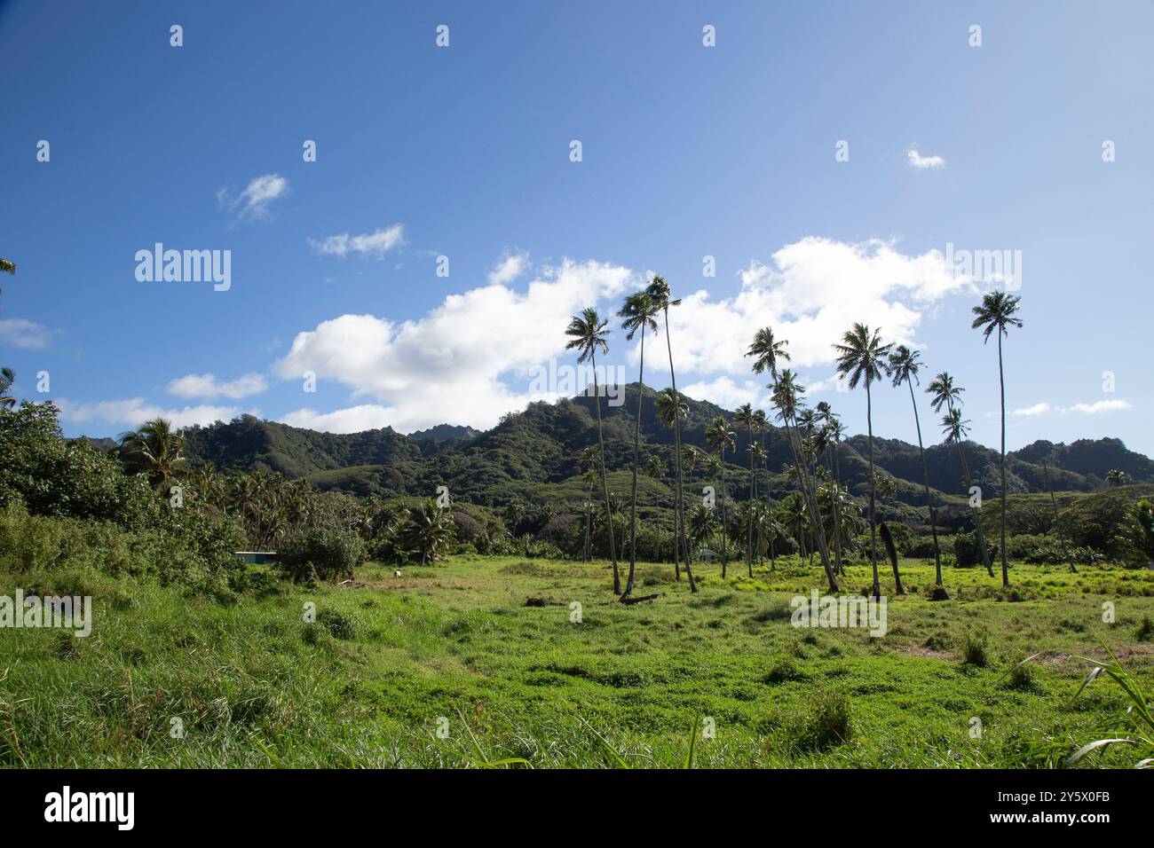 Palmen, die im Wind wehen, auf einer tropischen Insellandschaft, Titikaveka, Rarotonga, Cookinseln Stockfoto