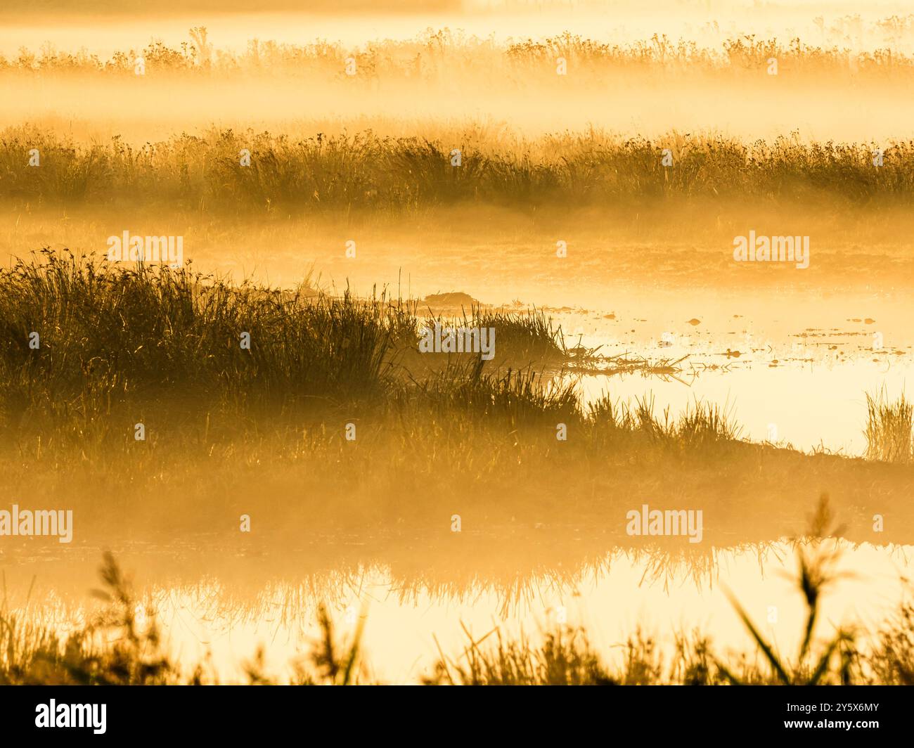 Blick von hinten auf Lady Fen bei Sonnenaufgang, WWT Welney, Norfolk, England Stockfoto