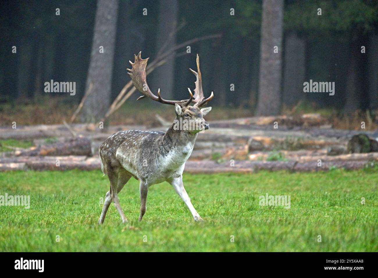 Damwild Damwild im Herbst Damhirsche zur Brunftzeit *** Damhirsch im Herbstbrach Hirsch während der Brunftzeit Stockfoto