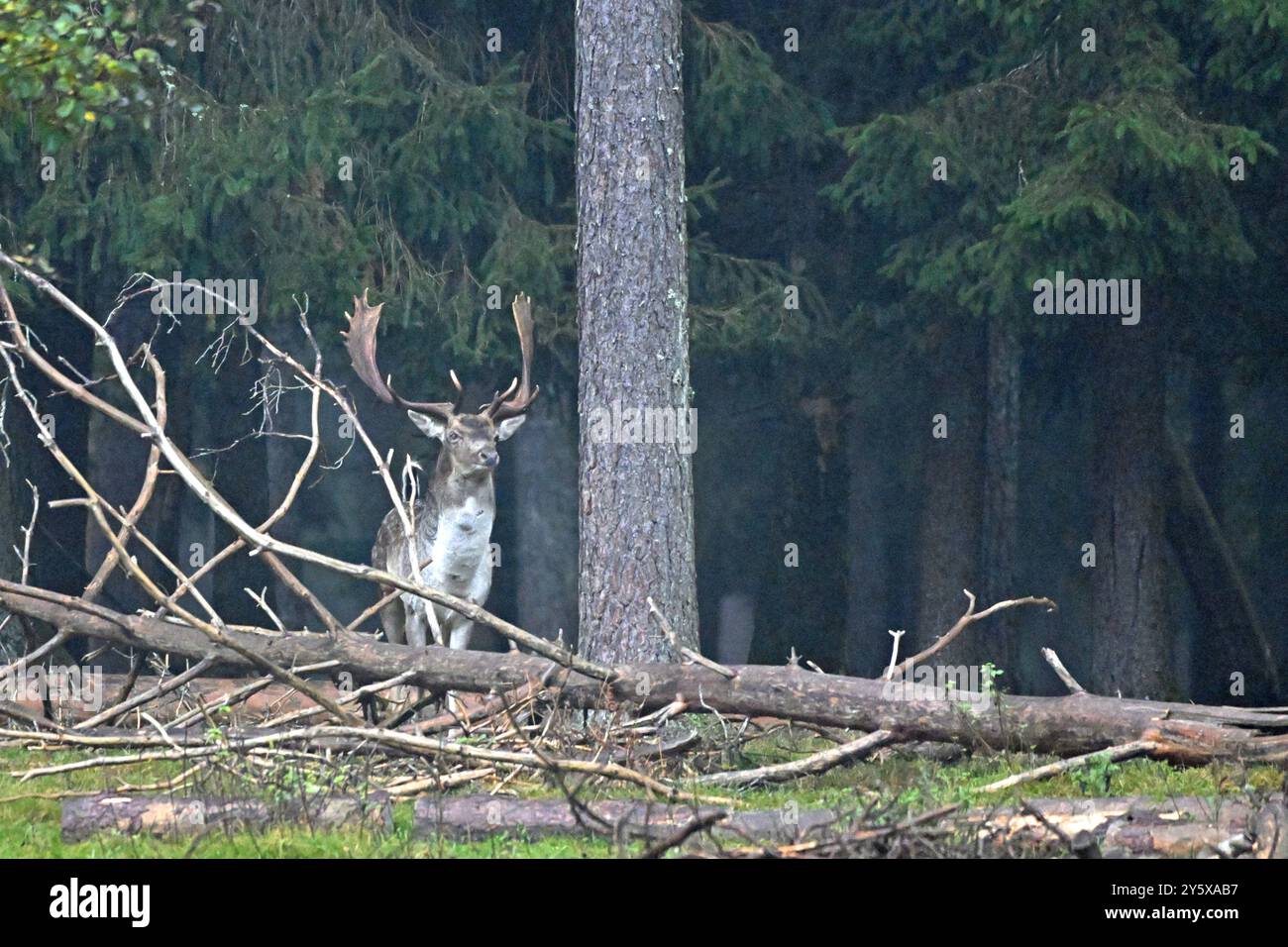 Damwild Damwild im Herbst Damhirsche zur Brunftzeit *** Damhirsch im Herbstbrach Hirsch während der Brunftzeit Stockfoto