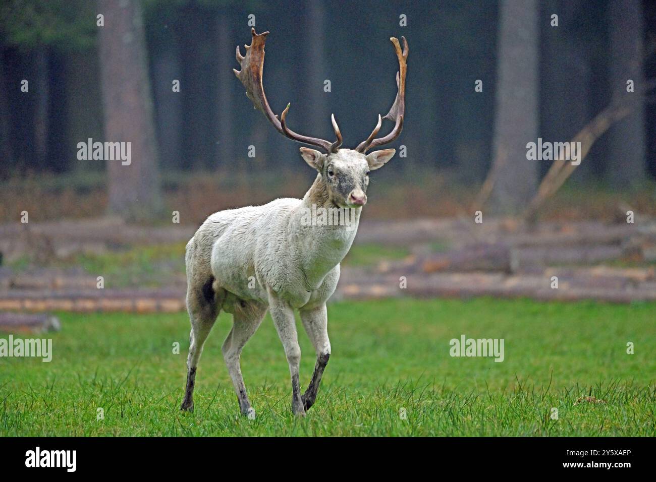 Damwild Damwild im Herbst Damhirsche zur Brunftzeit *** Damhirsch im Herbstbrach Hirsch während der Brunftzeit Stockfoto
