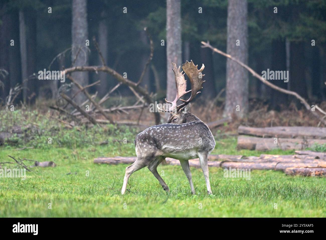 Damwild Damwild im Herbst Damhirsche zur Brunftzeit *** Damhirsch im Herbstbrach Hirsch während der Brunftzeit Stockfoto
