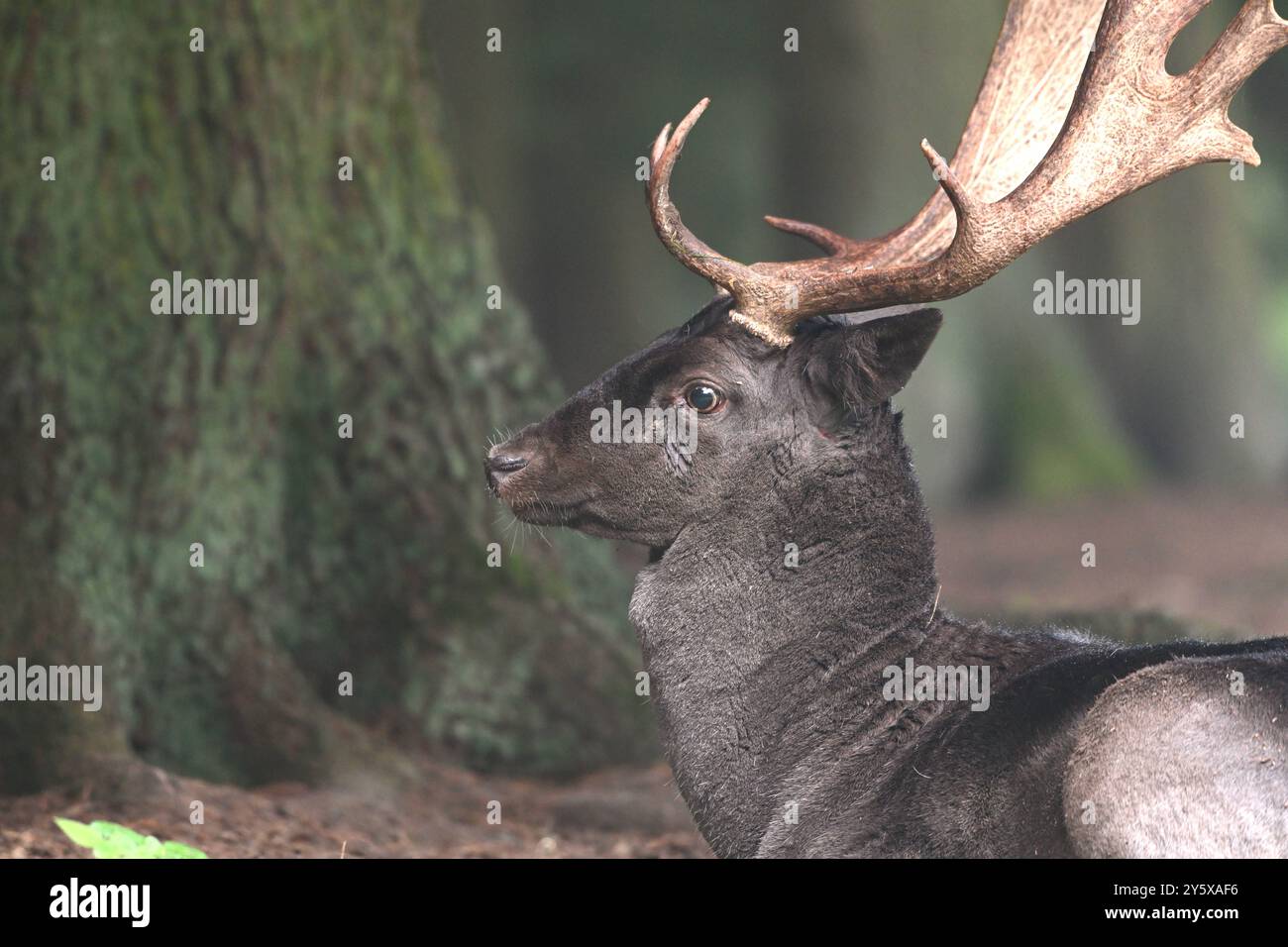 Damwild Damwild im Herbst Damhirsche zur Brunftzeit *** Damhirsch im Herbstbrach Hirsch während der Brunftzeit Stockfoto