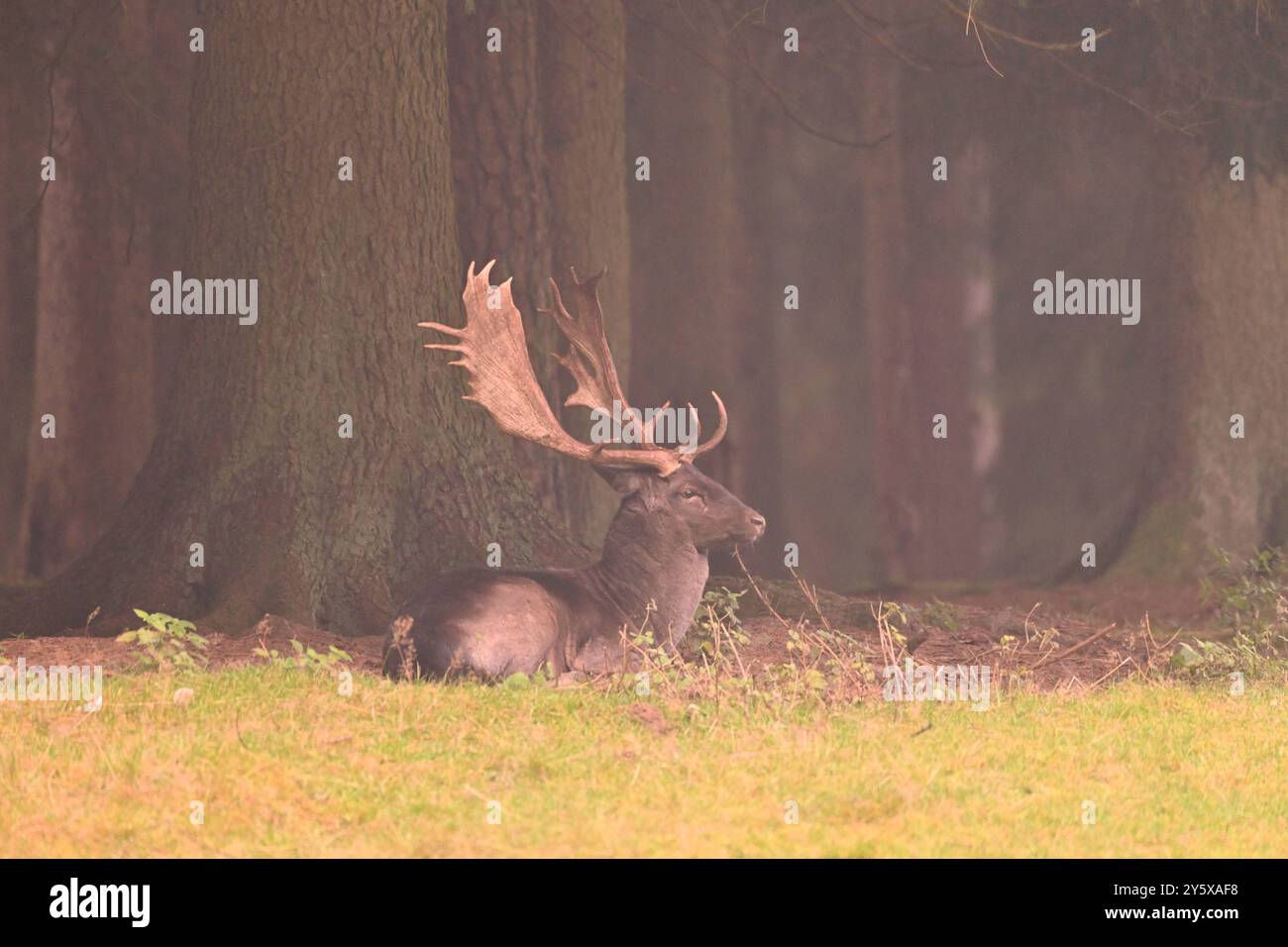 Damwild Damwild im Herbst Damhirsche zur Brunftzeit *** Damhirsch im Herbstbrach Hirsch während der Brunftzeit Stockfoto