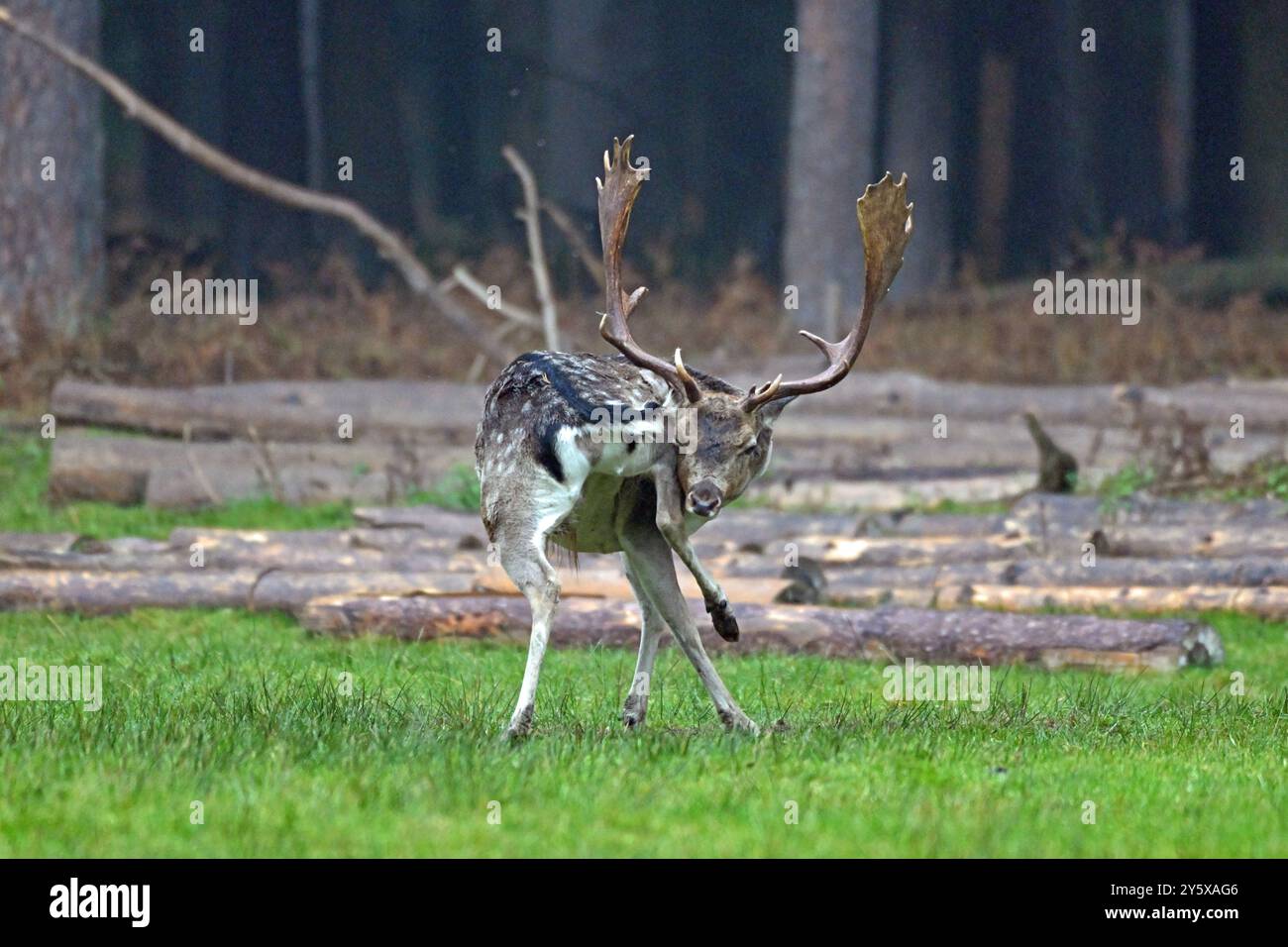 Damwild Damwild im Herbst Damhirsche zur Brunftzeit *** Damhirsch im Herbstbrach Hirsch während der Brunftzeit Stockfoto