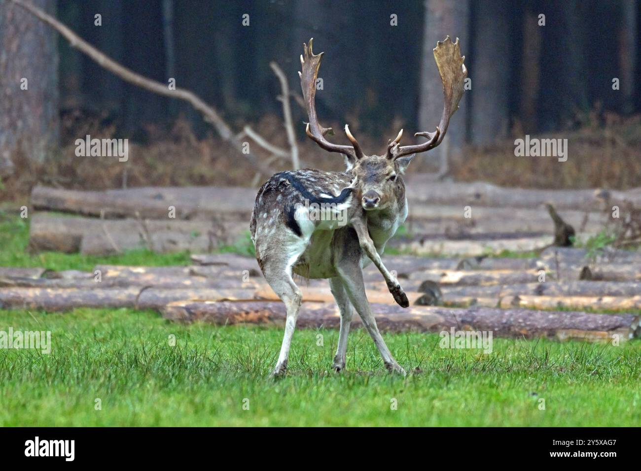Damwild Damwild im Herbst Damhirsche zur Brunftzeit *** Damhirsch im Herbstbrach Hirsch während der Brunftzeit Stockfoto