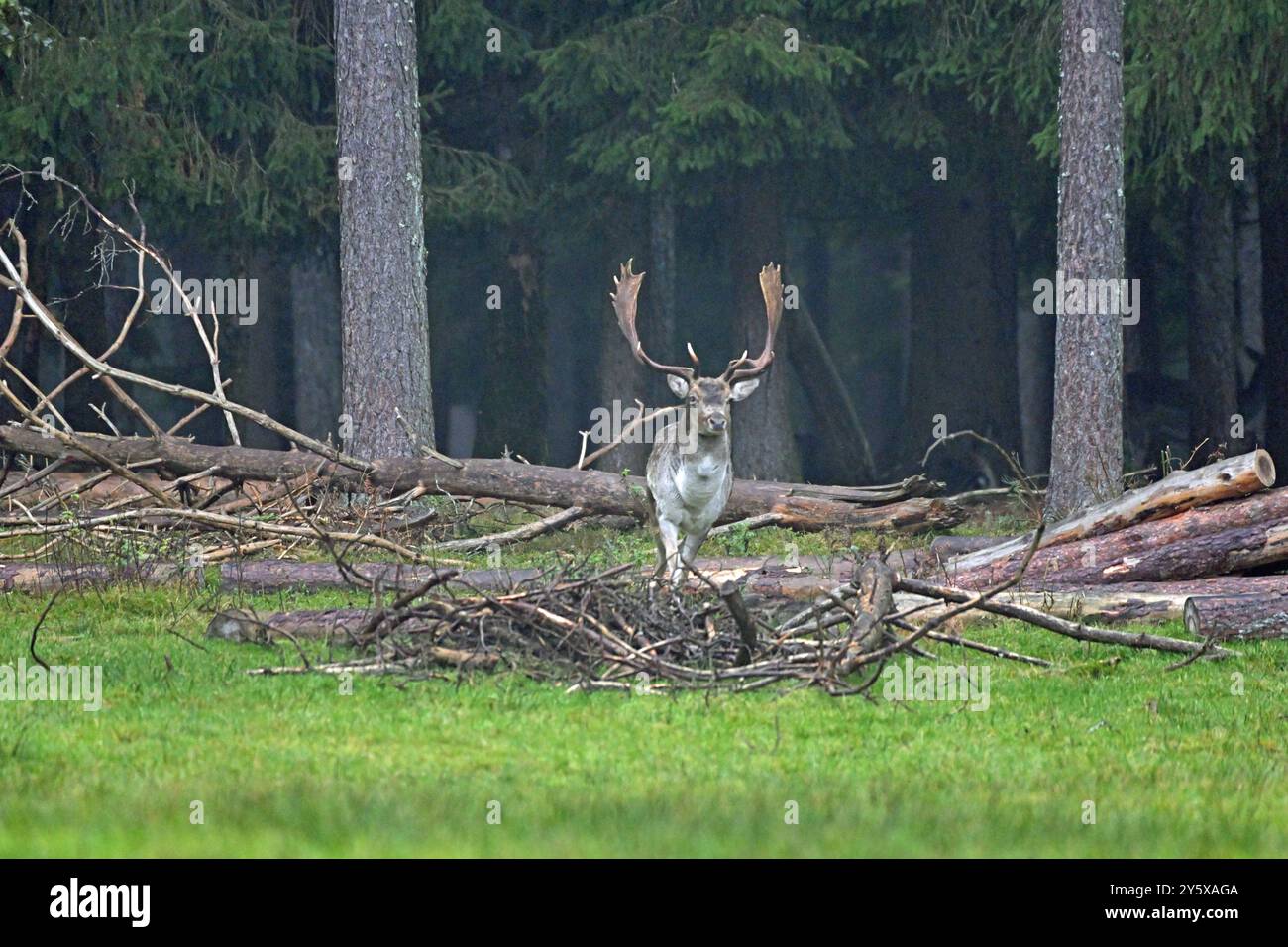 Damwild Damwild im Herbst Damhirsche zur Brunftzeit *** Damhirsch im Herbstbrach Hirsch während der Brunftzeit Stockfoto