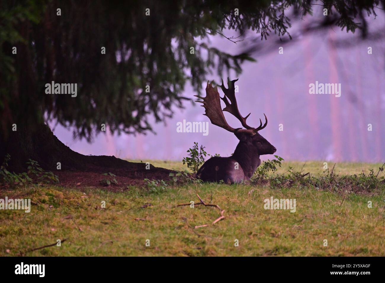 Damwild Damwild im Herbst Damhirsche zur Brunftzeit *** Damhirsch im Herbstbrach Hirsch während der Brunftzeit Stockfoto