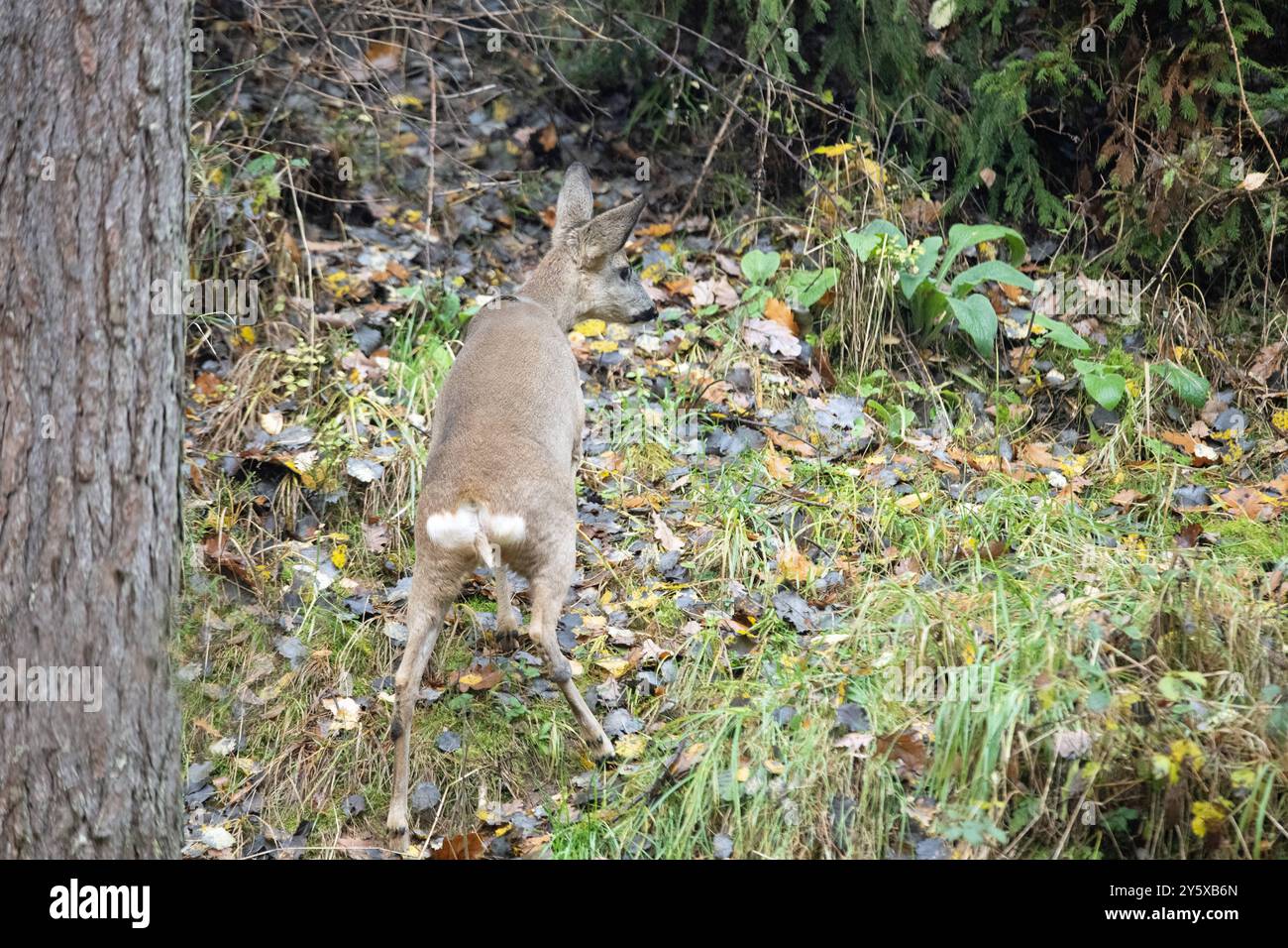Rehe Ricke im Wald, November Reh, Ricke im Wald Ricke sucht Äsung im Wald *** Hirsch im Wald, NovemberHirsch, Hirsch im Wald auf der Suche nach Stockfoto
