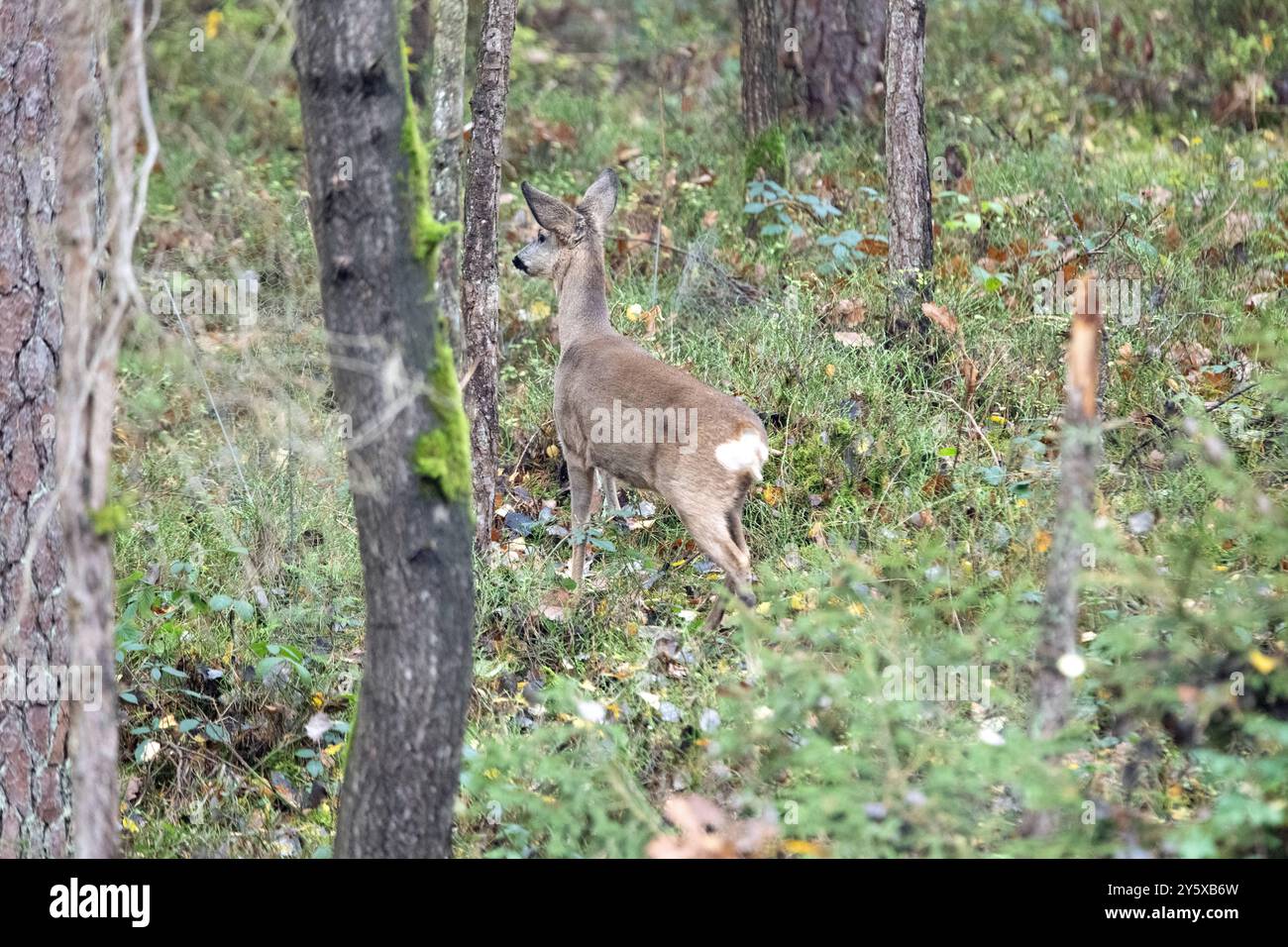 Rehe Ricke im Wald, November Reh, Ricke im Wald Ricke sucht Äsung im Wald *** Hirsch im Wald, NovemberHirsch, Hirsch im Wald auf der Suche nach Stockfoto