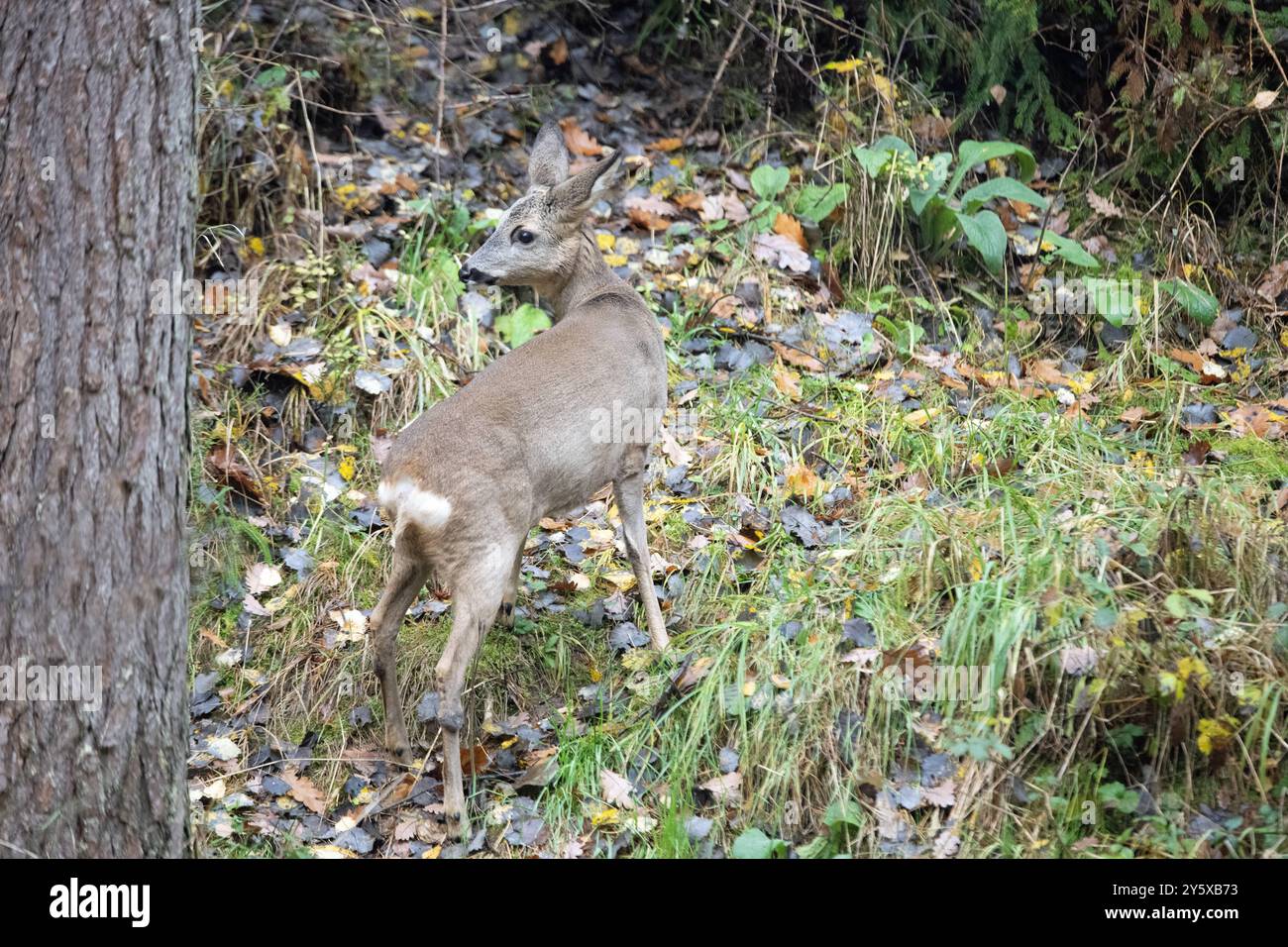 Rehe Ricke im Wald, November Reh, Ricke im Wald Ricke sucht Äsung im Wald *** Hirsch im Wald, NovemberHirsch, Hirsch im Wald auf der Suche nach Stockfoto