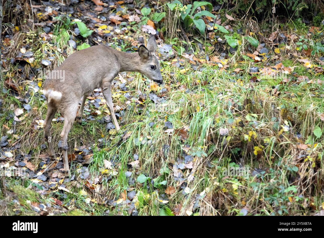 Rehe Ricke im Wald, November Reh, Ricke im Wald Ricke sucht Äsung im Wald *** Hirsch im Wald, NovemberHirsch, Hirsch im Wald auf der Suche nach Stockfoto
