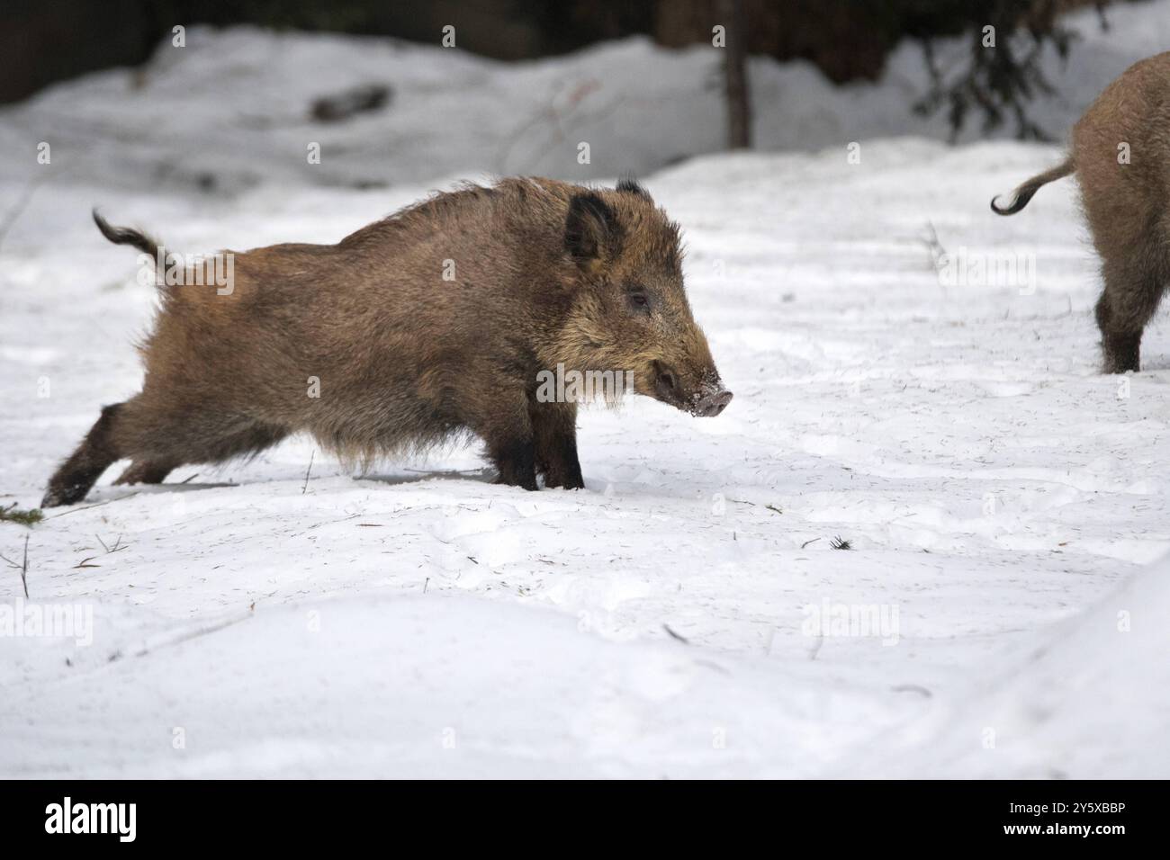 Wildschweine Wildschweine Sauen im Winter *** Wildschweine Wildschweine Sauen im Winter Stockfoto