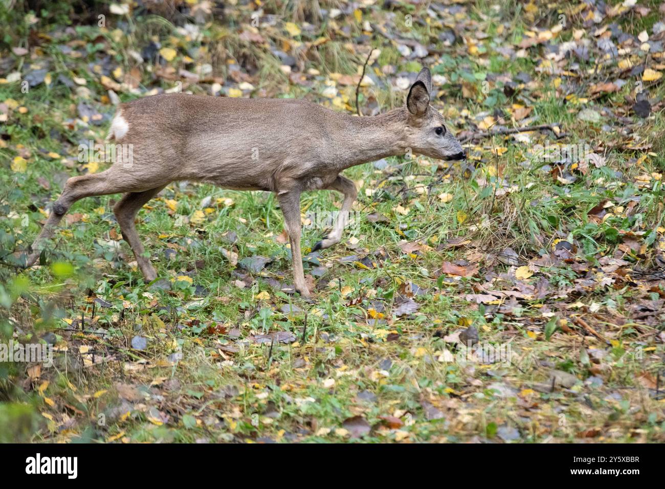Rehe Ricke im Wald, November Reh, Ricke im Wald Ricke sucht Äsung im Wald *** Hirsch im Wald, NovemberHirsch, Hirsch im Wald auf der Suche nach Stockfoto