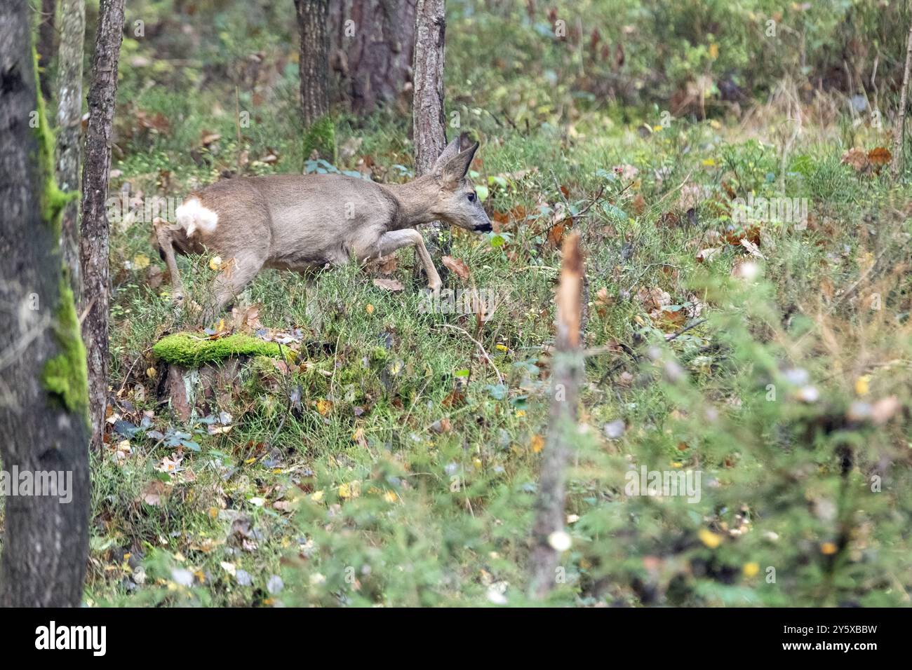 Rehe Ricke im Wald, November Reh, Ricke im Wald Ricke sucht Äsung im Wald *** Hirsch im Wald, NovemberHirsch, Hirsch im Wald auf der Suche nach Stockfoto
