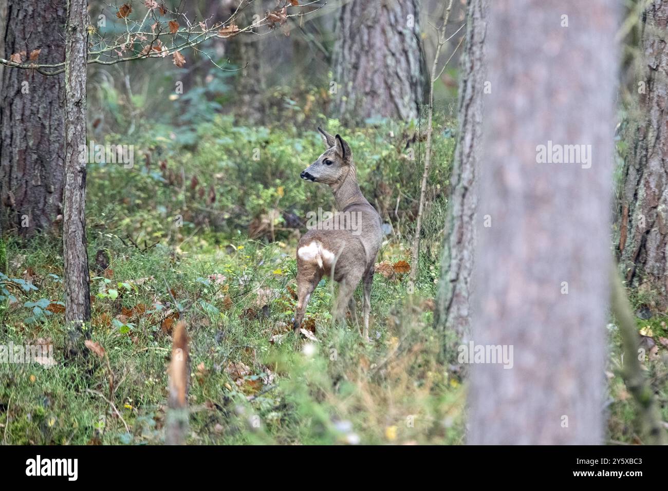 Rehe Ricke im Wald, November Reh, Ricke im Wald Ricke sucht Äsung im Wald *** Hirsch im Wald, NovemberHirsch, Hirsch im Wald auf der Suche nach Stockfoto