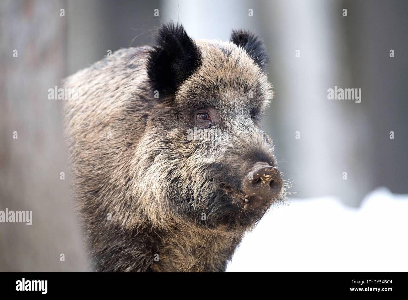 Wildschweine Wildschweine Sauen im Winter *** Wildschweine Wildschweine Sauen im Winter Stockfoto