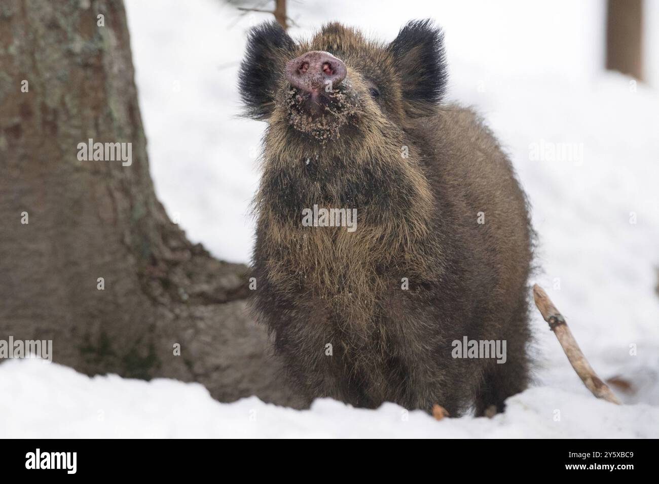 Wildschweine Wildschweine Sauen im Winter *** Wildschweine Wildschweine Sauen im Winter Stockfoto