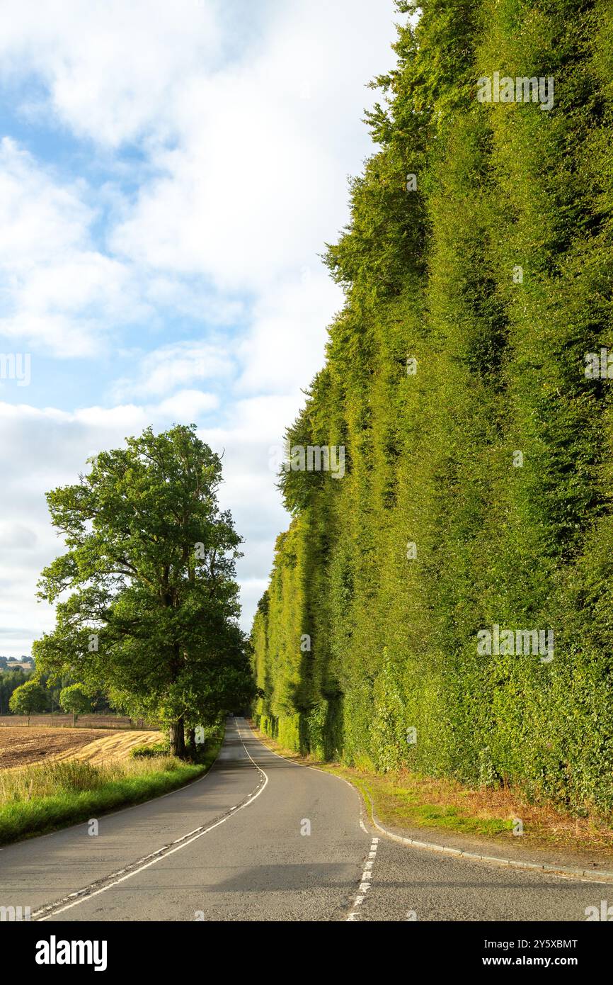 Die Meikleour Beech Hedge, 6 km südlich von Blairgowrie, ist die längste Hecke Großbritanniens und die höchste ihrer Art in der Welt Stockfoto