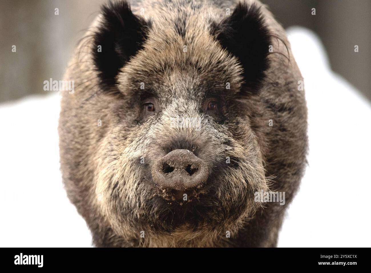 Wildschweine Wildschweine Sauen im Winter *** Wildschweine Wildschweine Sauen im Winter Stockfoto