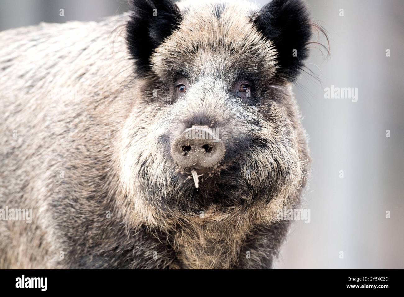 Wildschweine Wildschweine Sauen im Winter *** Wildschweine Wildschweine Sauen im Winter Stockfoto