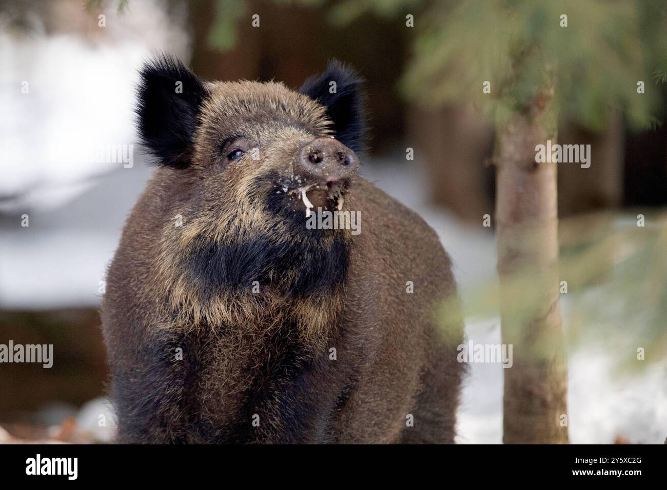 Wildschweine Wildschweine Sauen im Winter *** Wildschweine Wildschweine Sauen im Winter Stockfoto