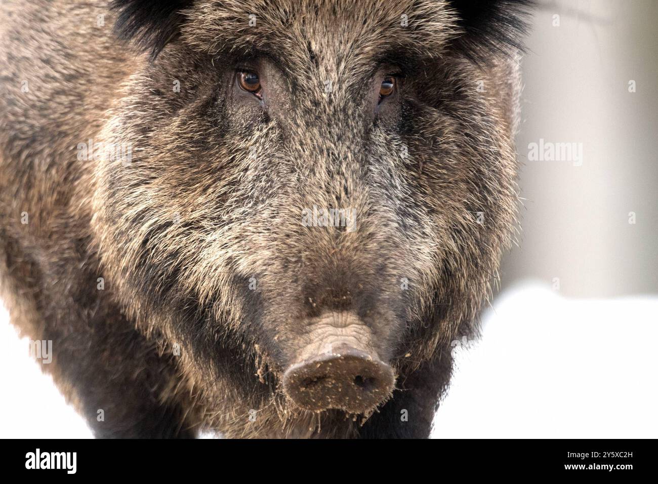 Wildschweine Wildschweine Sauen im Winter *** Wildschweine Wildschweine Sauen im Winter Stockfoto