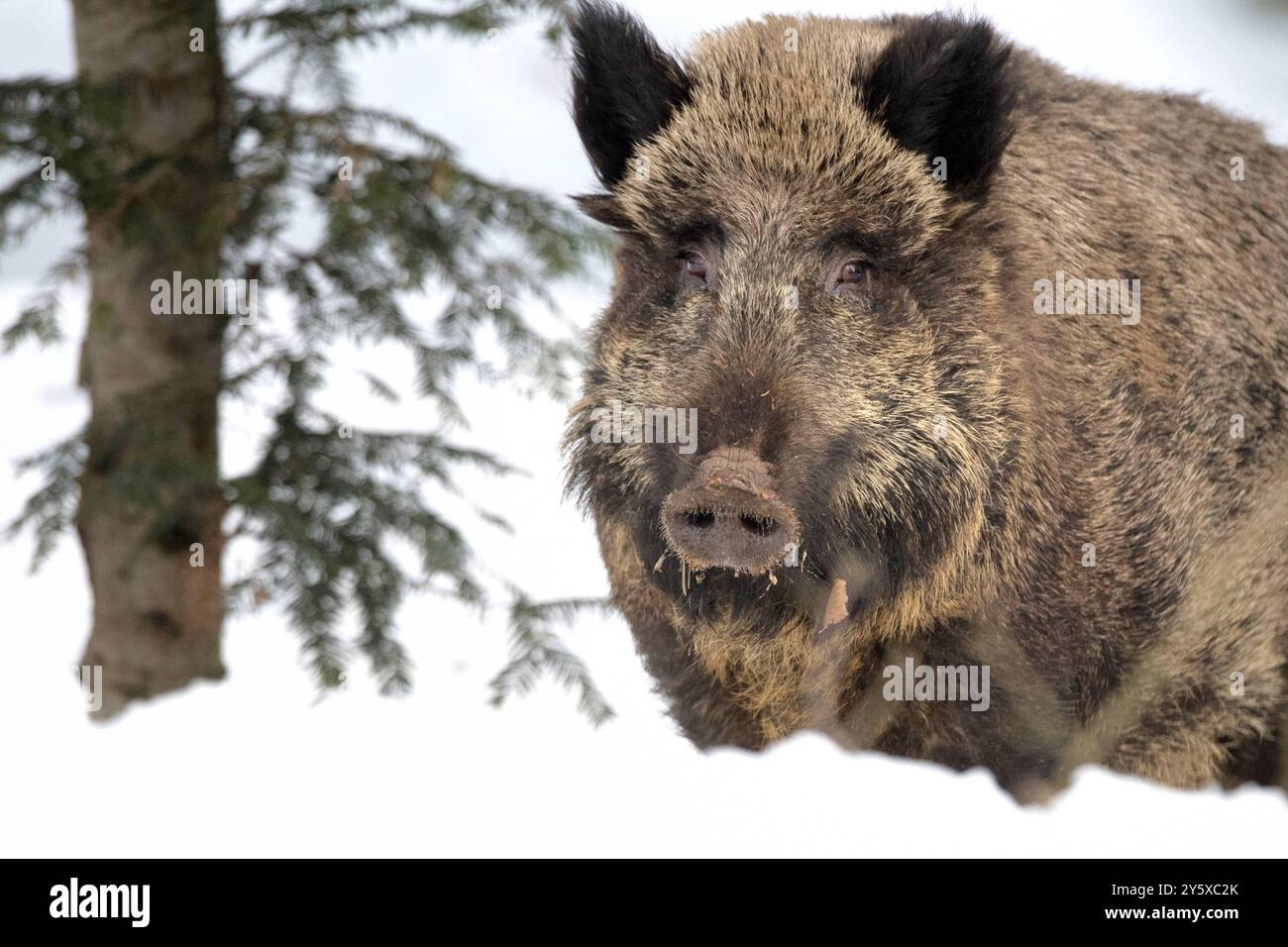 Wildschweine Wildschweine Sauen im Winter *** Wildschweine Wildschweine Sauen im Winter Stockfoto