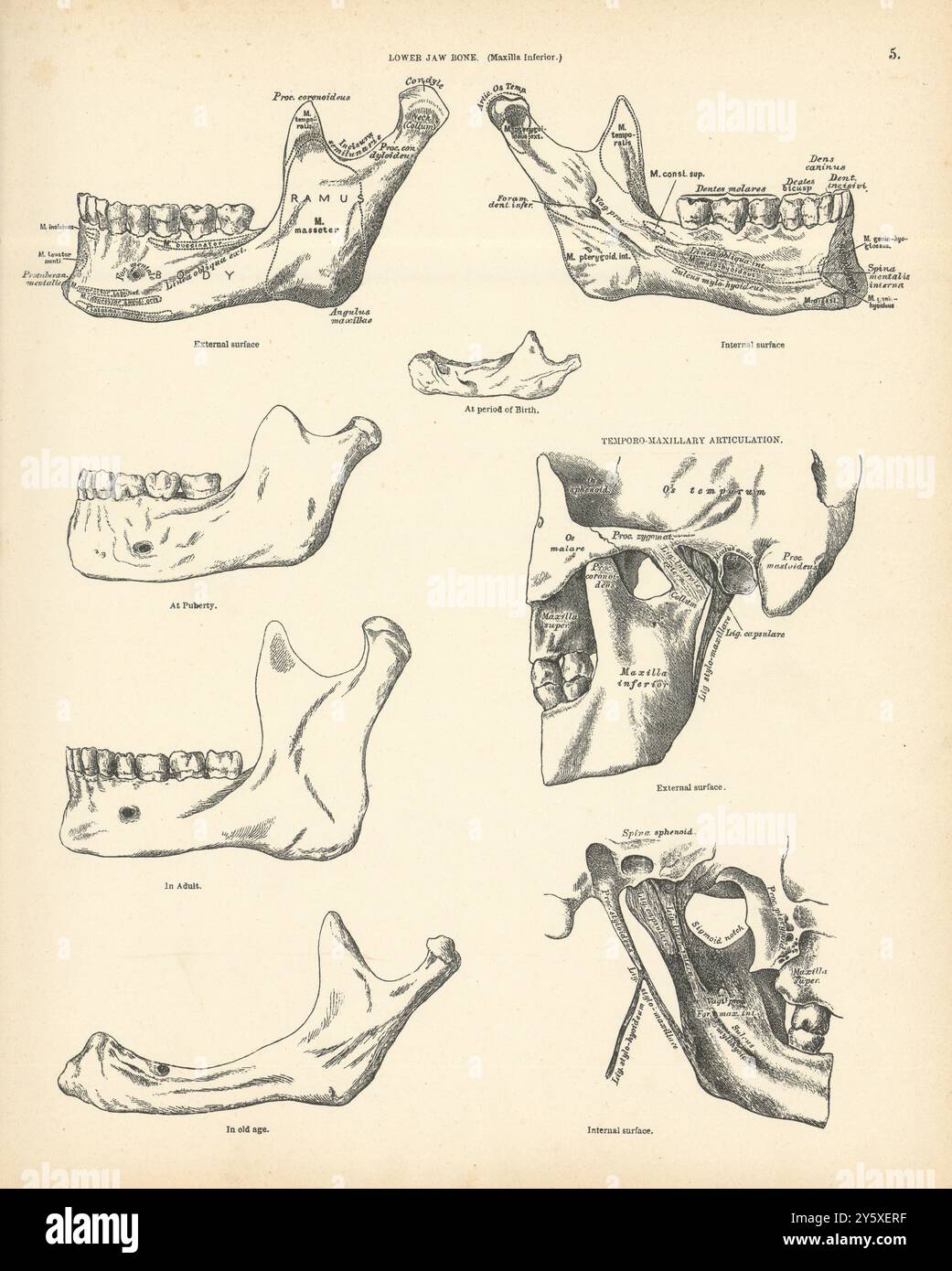 Anatomie. Untere Backenknochen. Temporo-maxillarer Knickgelenkdruck 1880 Stockfoto