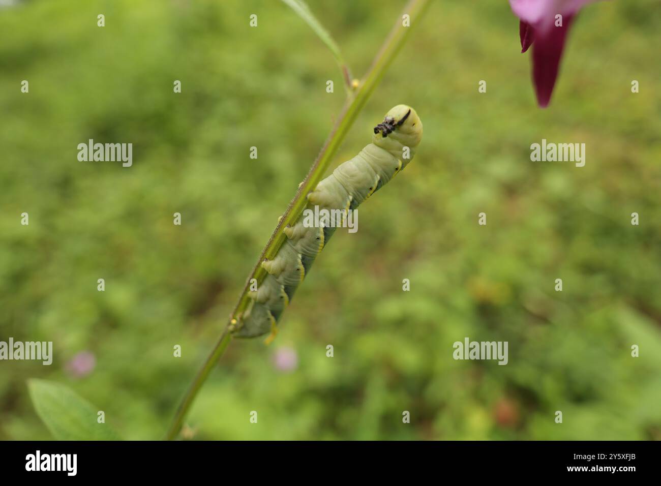 Beobachten Sie, wie sich die Verwandlung der Natur entfaltet! Diese winzige raupe ist auf dem Weg, eine großartige Motte zu werden. Seine lebendigen Farben und komplizierten Muster. Stockfoto