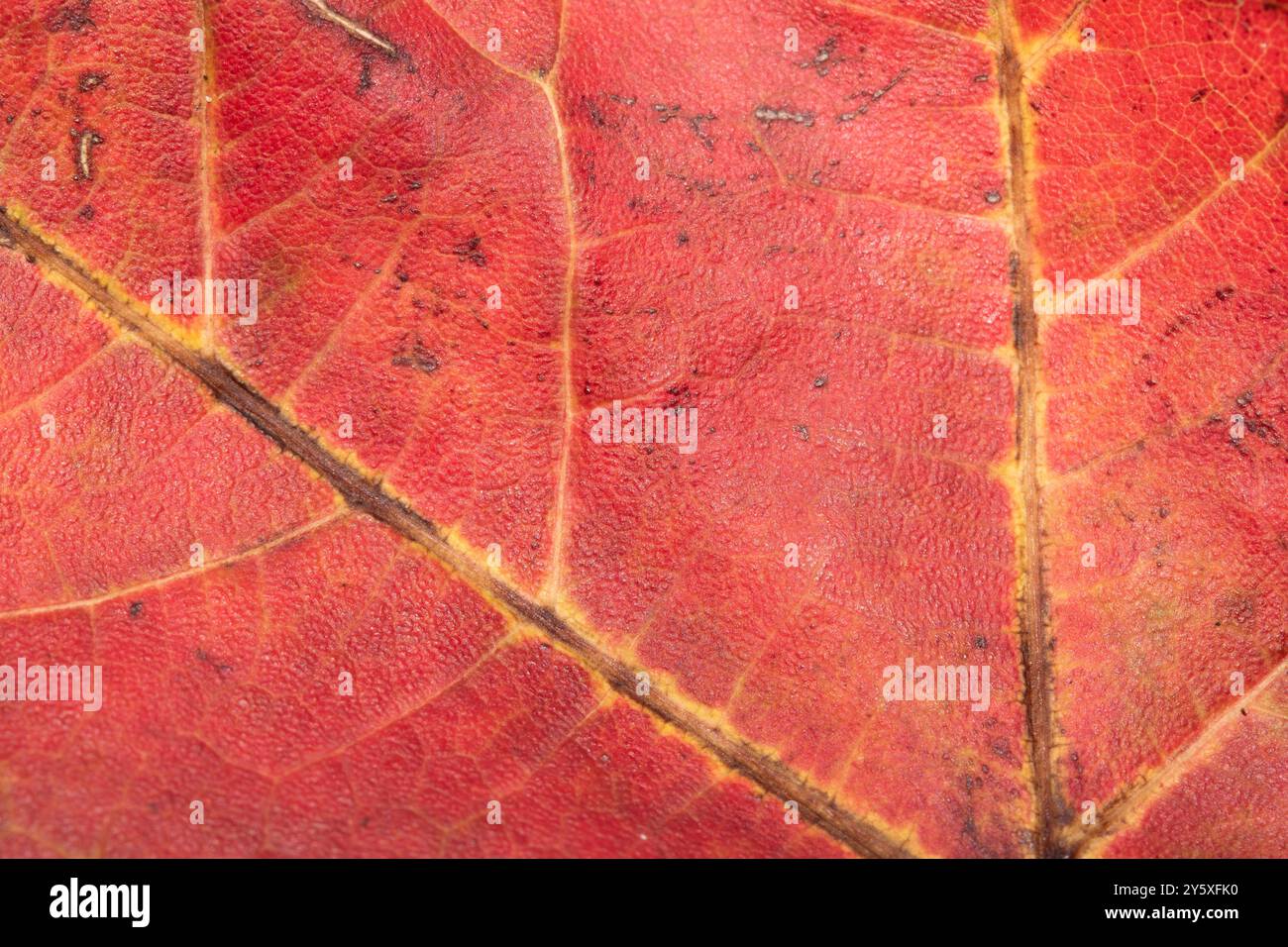Nahaufnahme der Venen eines herbstlichen gefallenen Leave Textur für Hintergrund Stockfoto
