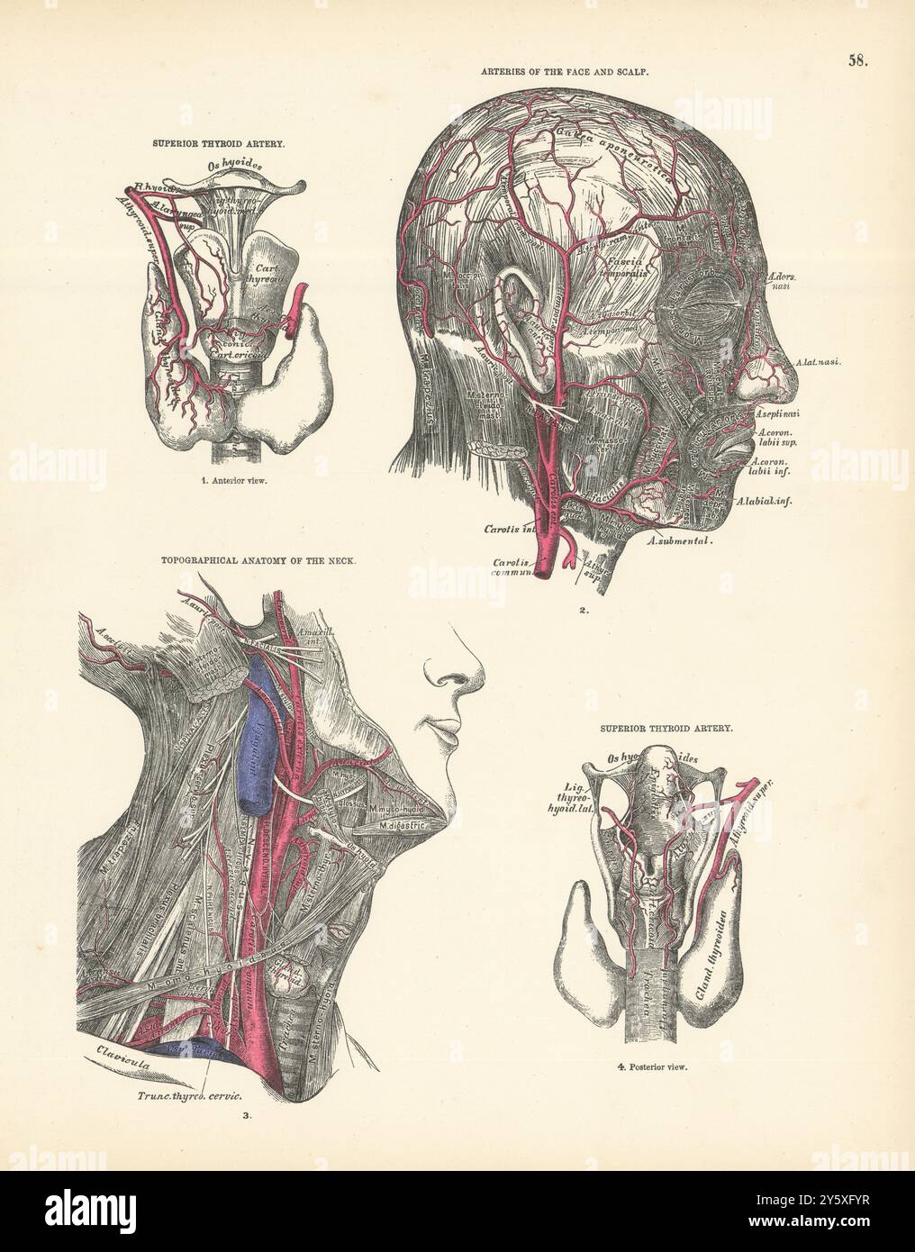 Anatomie. Arteria Schilddrüse, Gesicht und Kopfhaut Superior 1880 alte antike Abdrücke Stockfoto