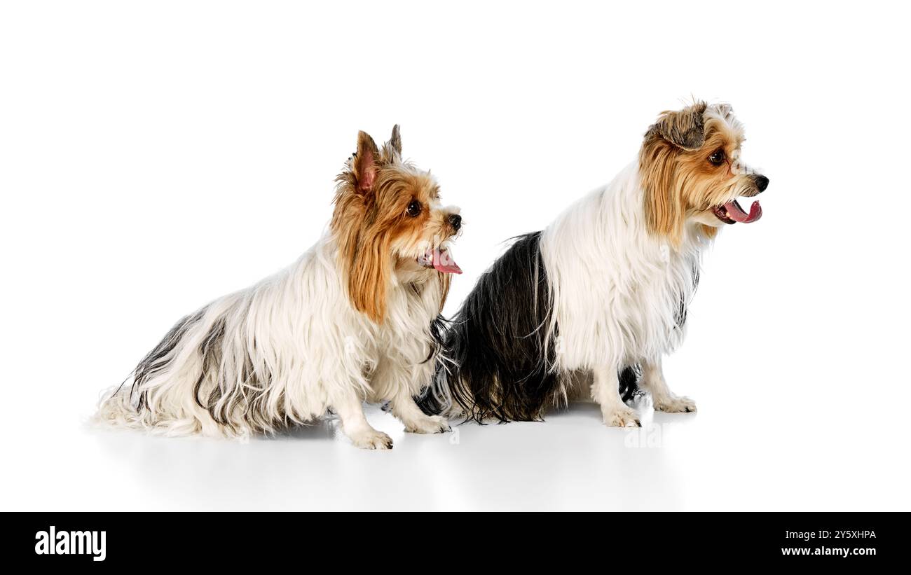 Zwei kleine, flauschige Hunde, Biewer Yorkshire Terrier mit schwarzen, weißen und braunen Mänteln, die nebeneinander auf weißem Studiohintergrund sitzen Stockfoto
