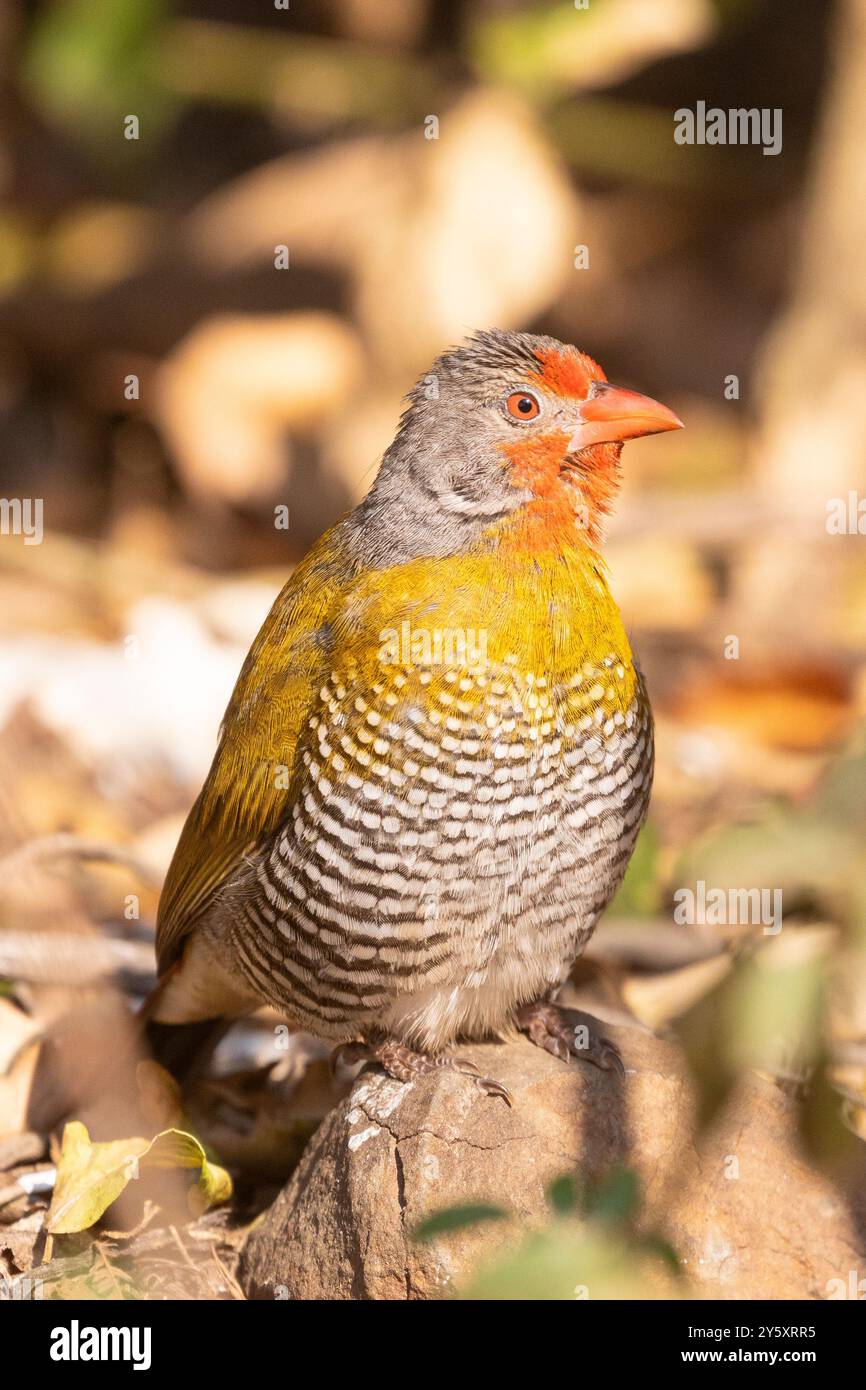 Grün-geflügelte Pytilia (Pytilia melba) alias Melba Finch Limpopo, Südafrika Stockfoto