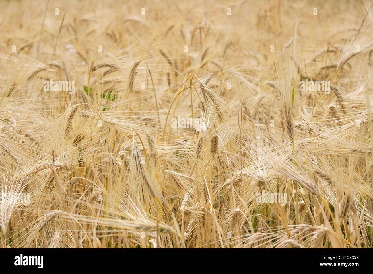 Reifer Roggen auf dem Feld. Große Roggenohren. Natürlicher Hintergrund. Stockfoto