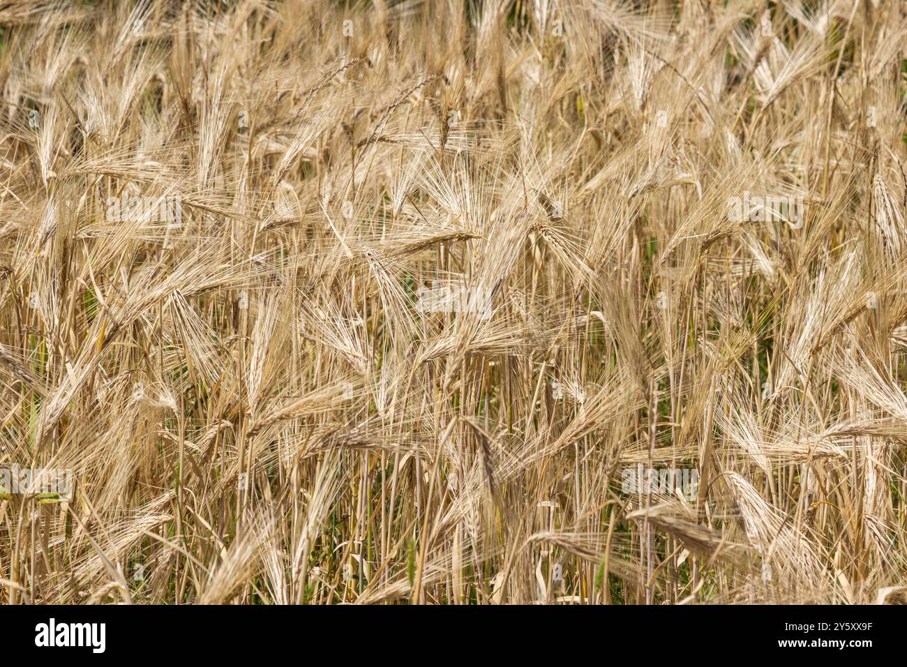 Feld von reifem Roggen. Spikelets von Roggen. Natürlicher Hintergrund. Stockfoto
