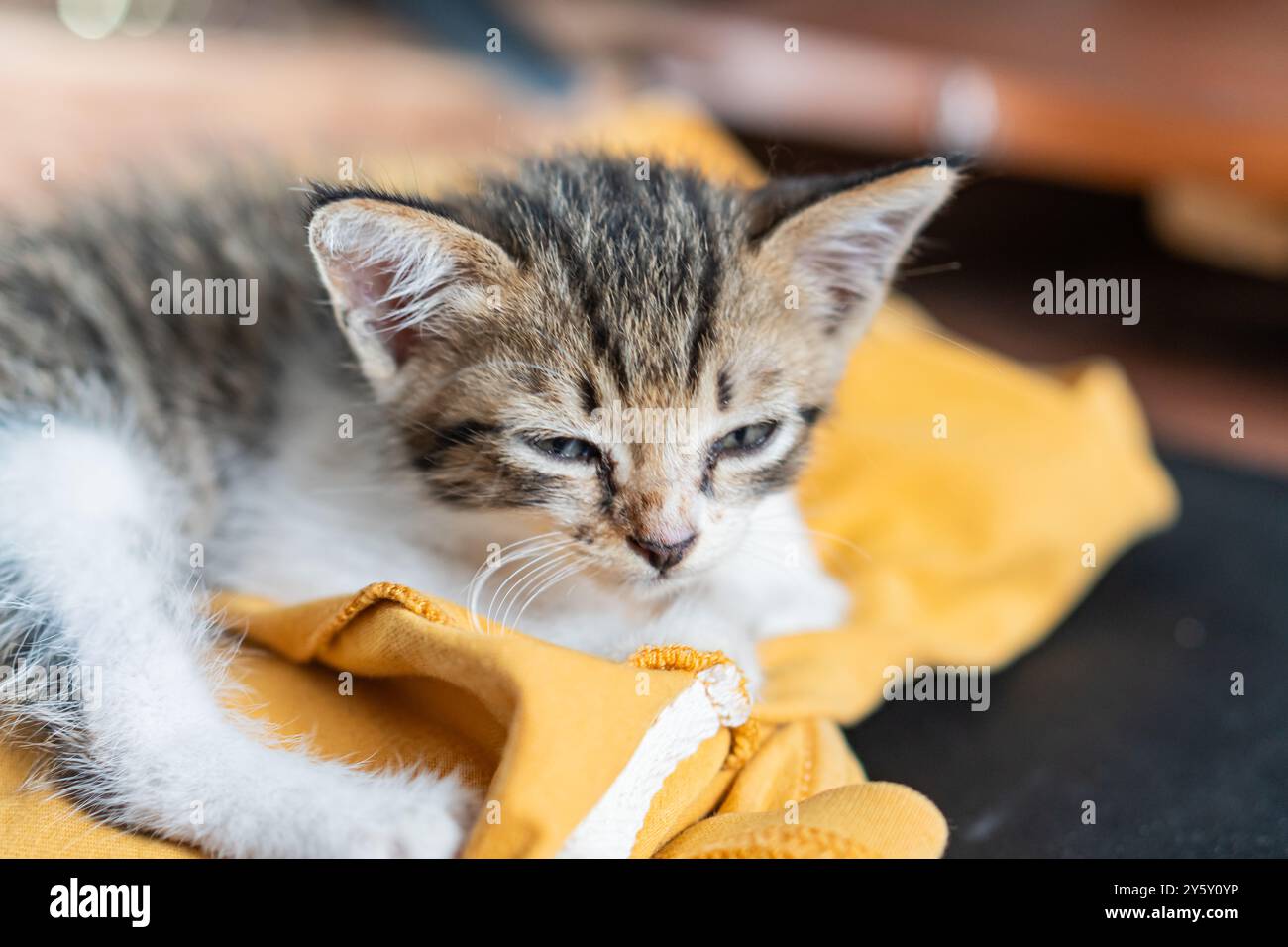 Ein niedliches, verschlafenes Kätzchen entspannt sich bequem auf einer weichen gelben Decke in einer warmen Innenumgebung und weckt ein Gefühl von Gemütlichkeit und Ruhe. Stockfoto