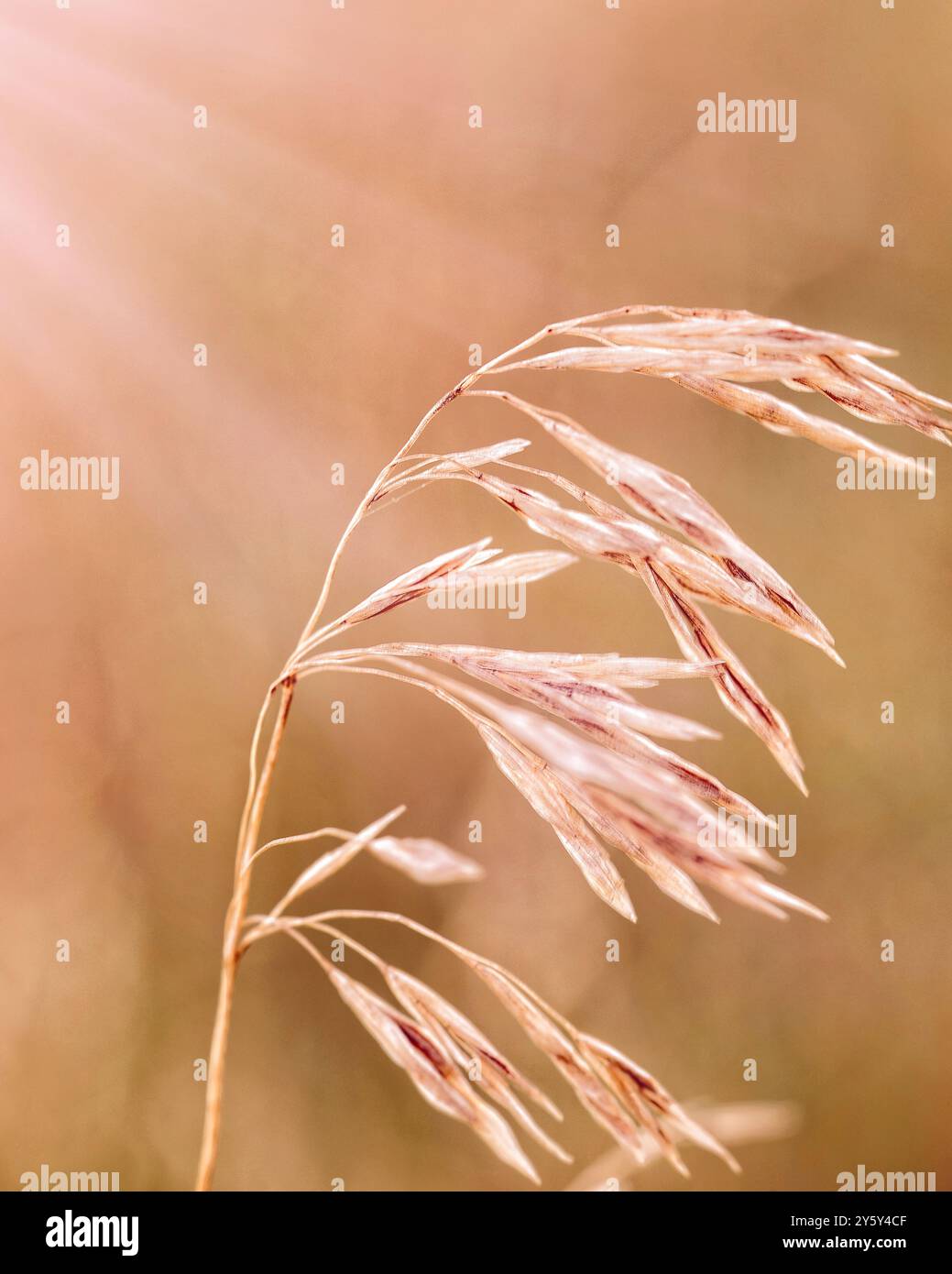 Goldenes, sonnendurchflutetes Gras in Naturfotografie aus nächster Nähe Stockfoto