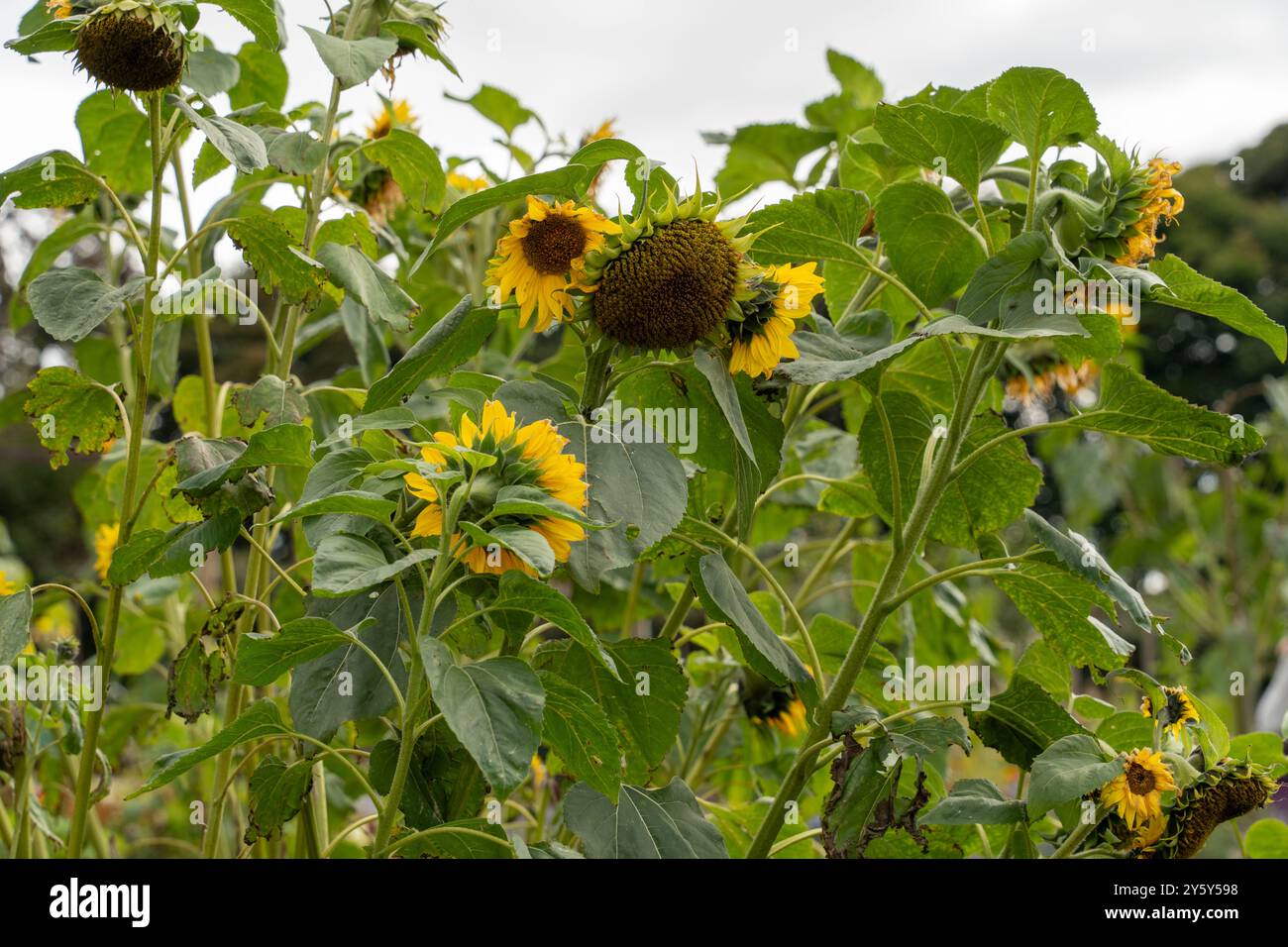 Sonnenblumen auf dem Kleingarten. Bauen Sie Ihr eigenes Blumenkonzept an. Stockfoto