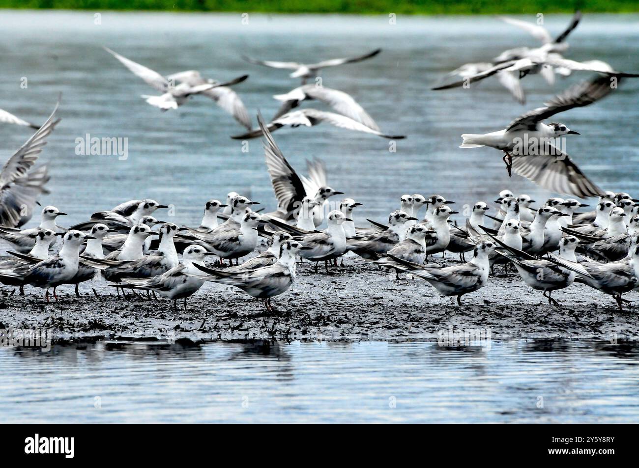 WEISSFLÜGELSEESCHWALBEN ( Chlidonias leucopterus) (WEISSFLÜGELSEESCHWALBEN) in Lutembe, Lake Victoria - Uganda Stockfoto